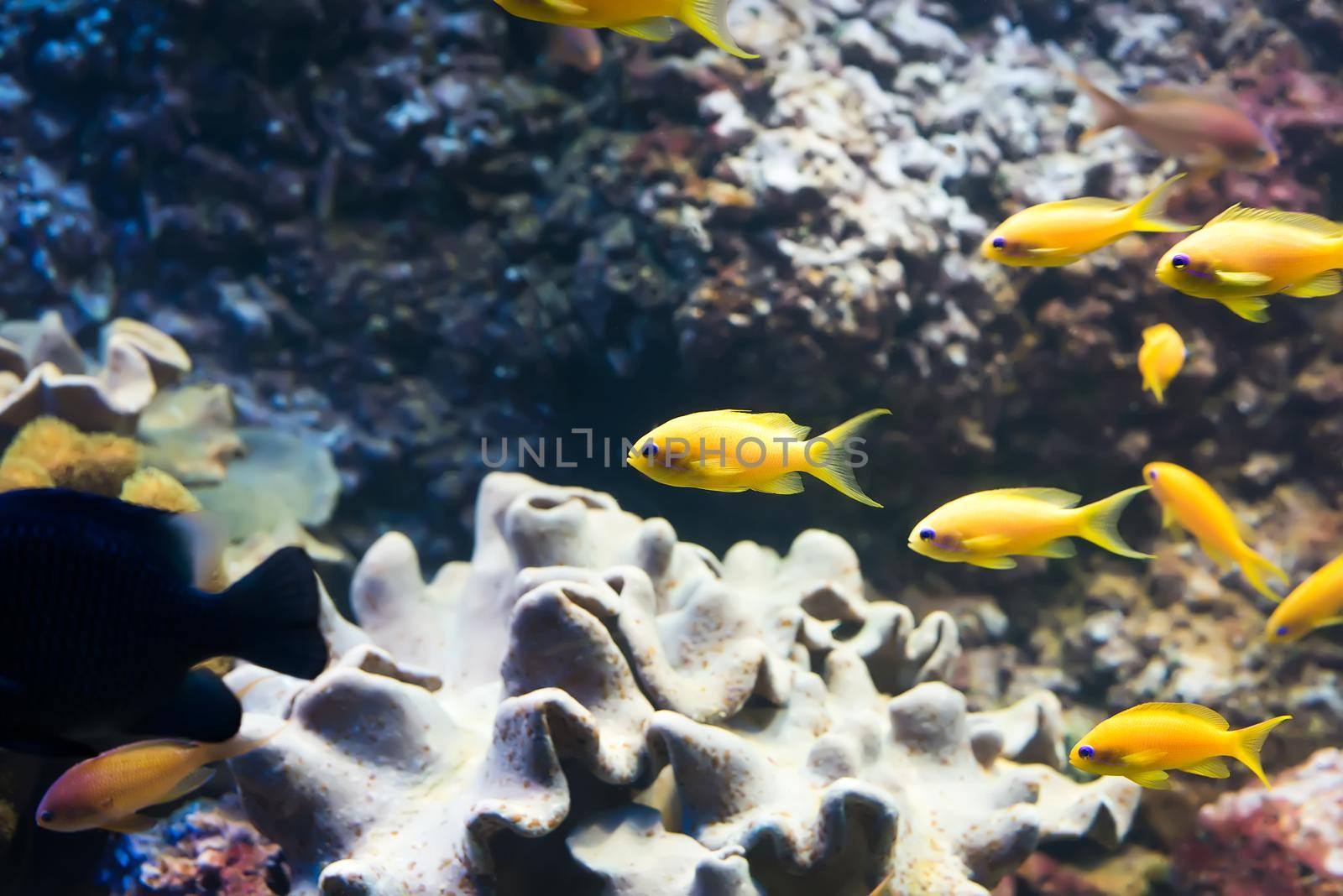 underwater image of colorful tropical fishes