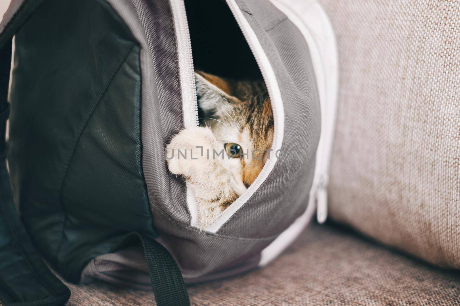 Curious cute kitten hiding in a backpack.