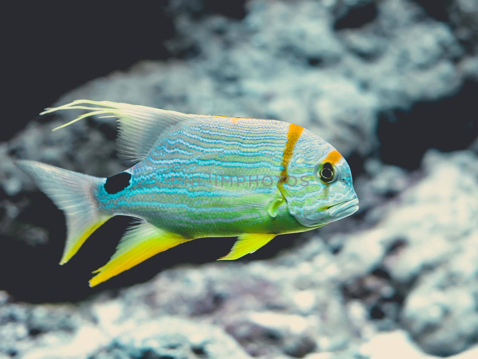 underwater image of colorful tropical fish