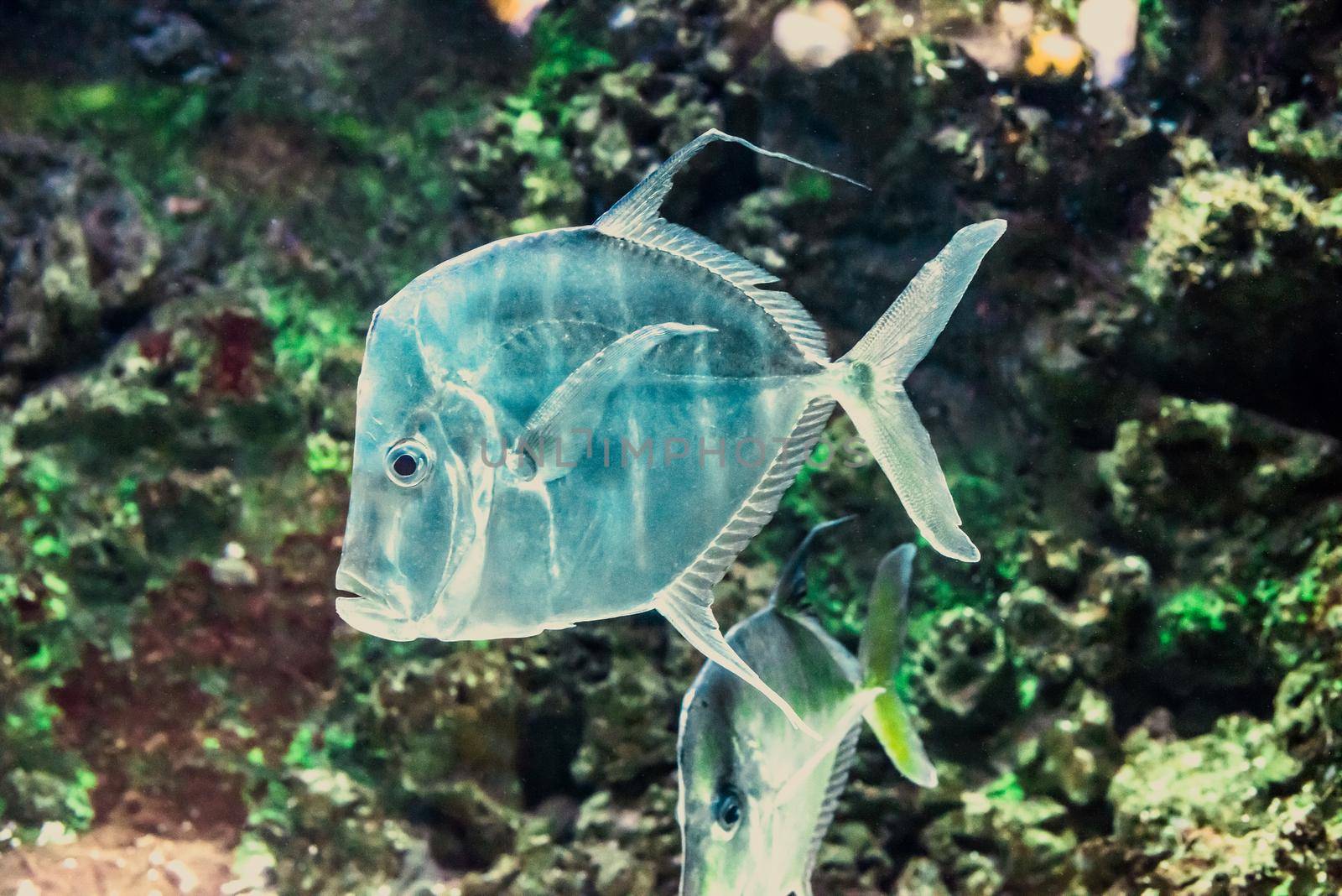 underwater image of colorful tropical fish