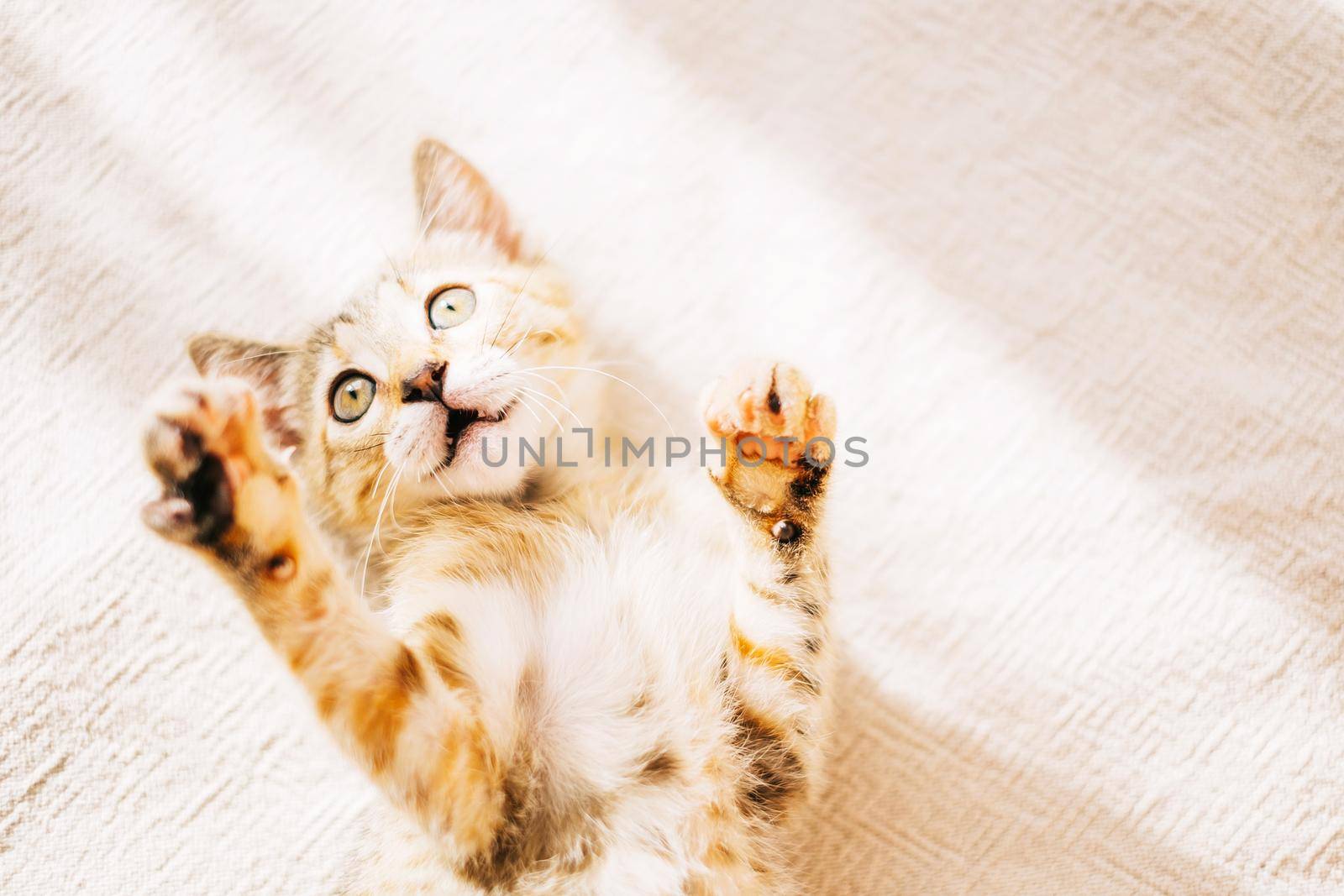 Cute curious kitten lying on sofa and playing with sunbeam.