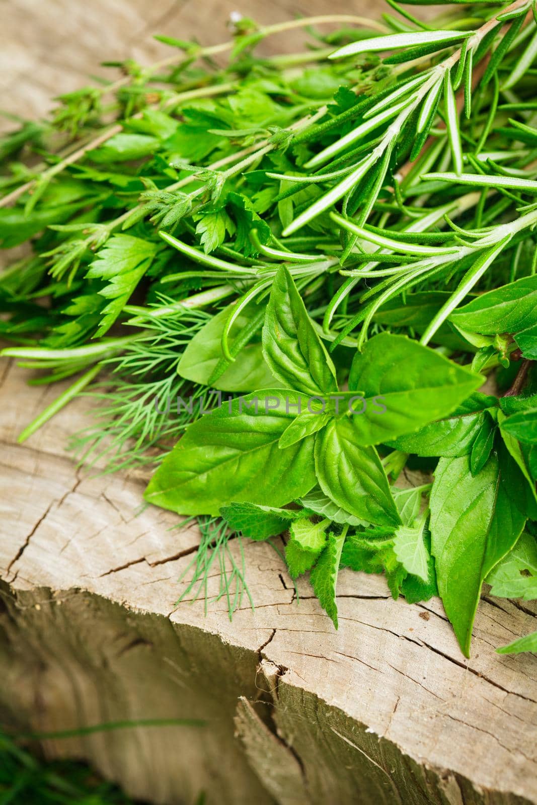 Fresh herbs outdoor on the wooden background