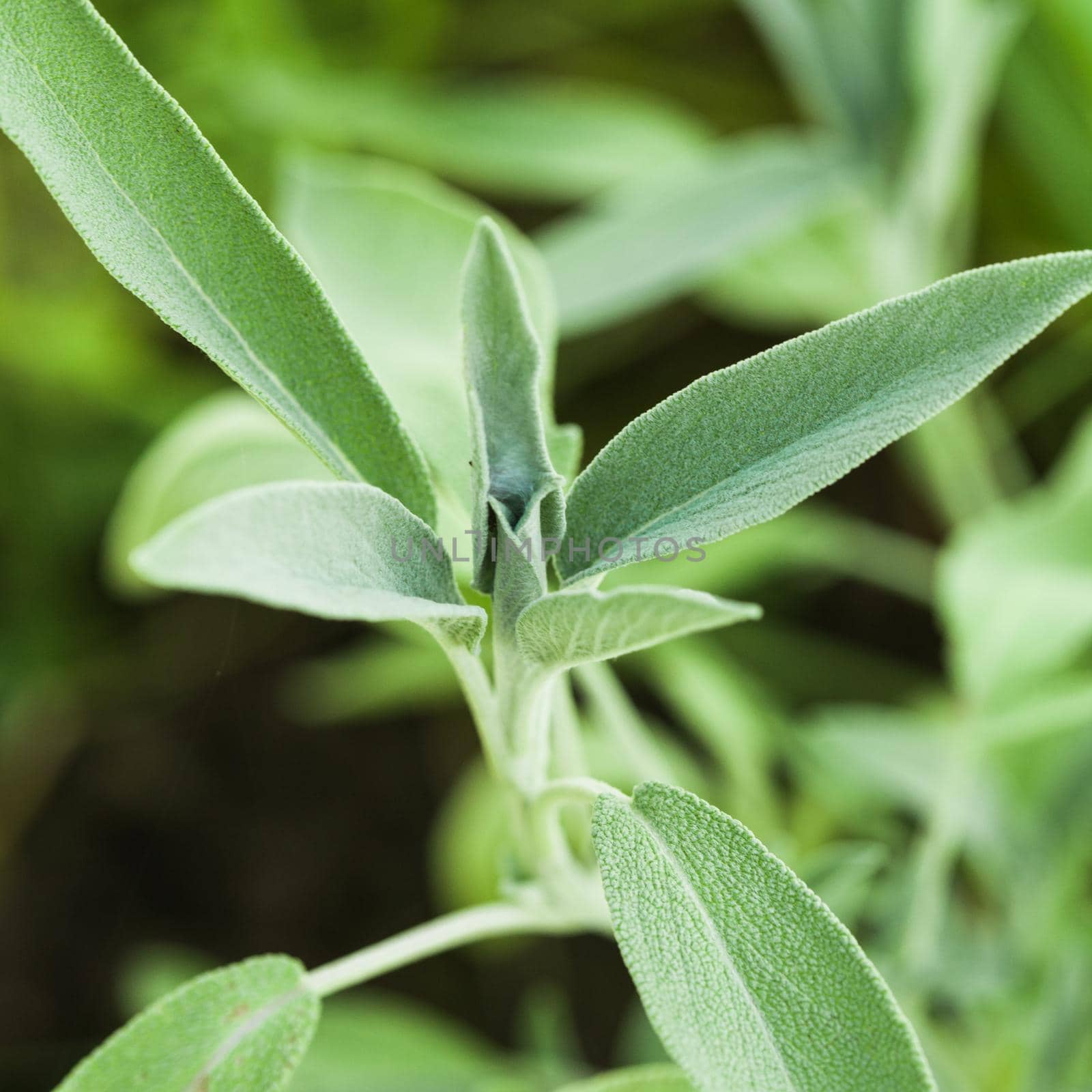 Sage plant in the garde, macro view of leaves