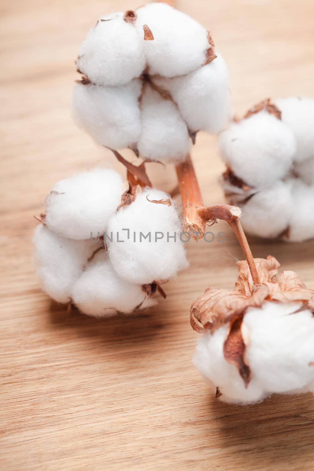 Cotton flower close up on wooden table