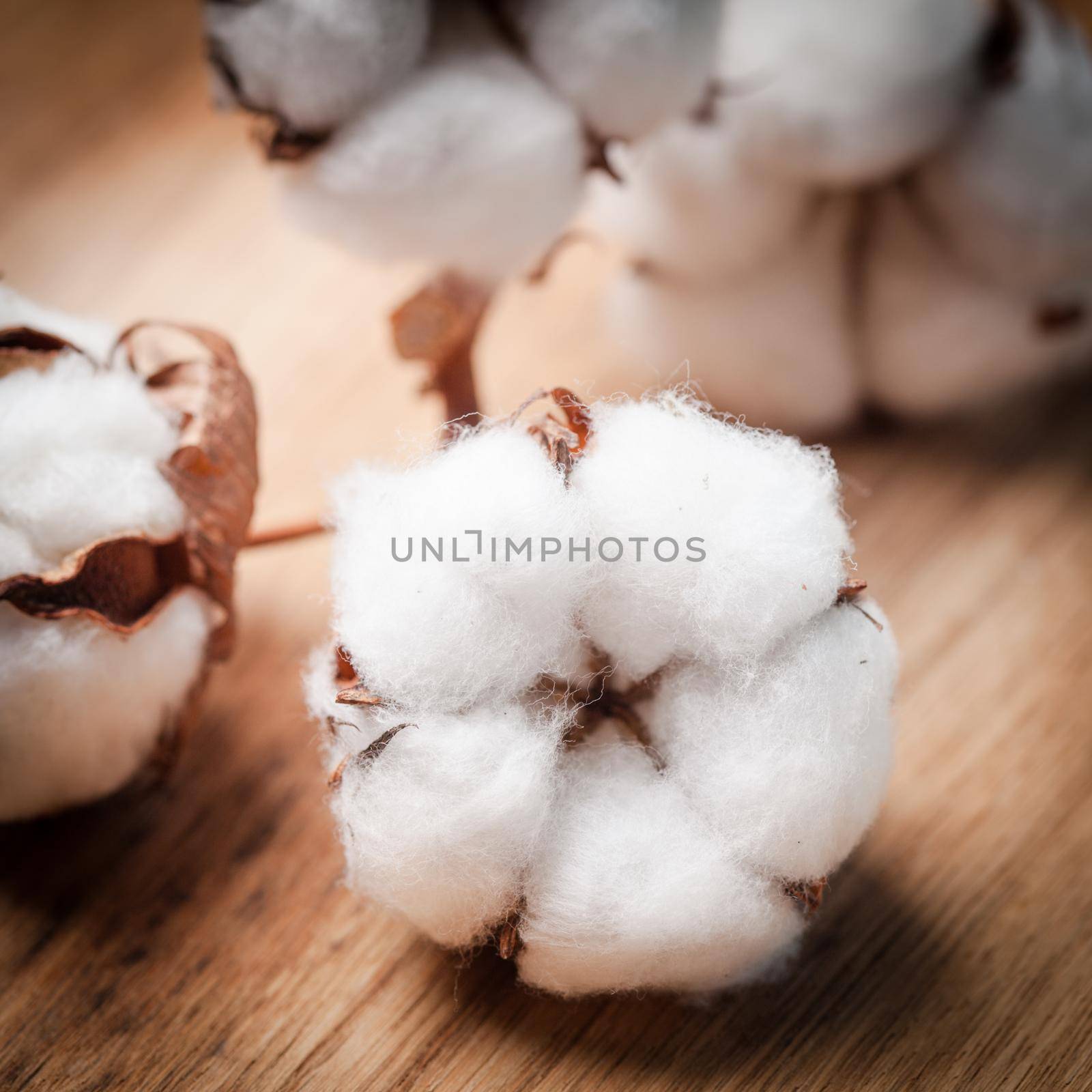 Cotton flower by oksix