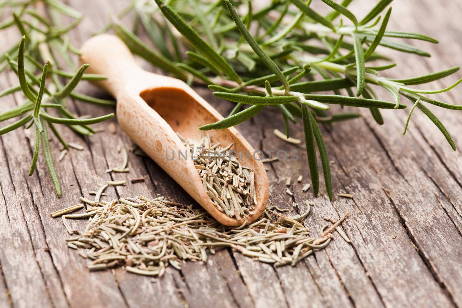 Dry rosemary in wooden scoop and green twigs