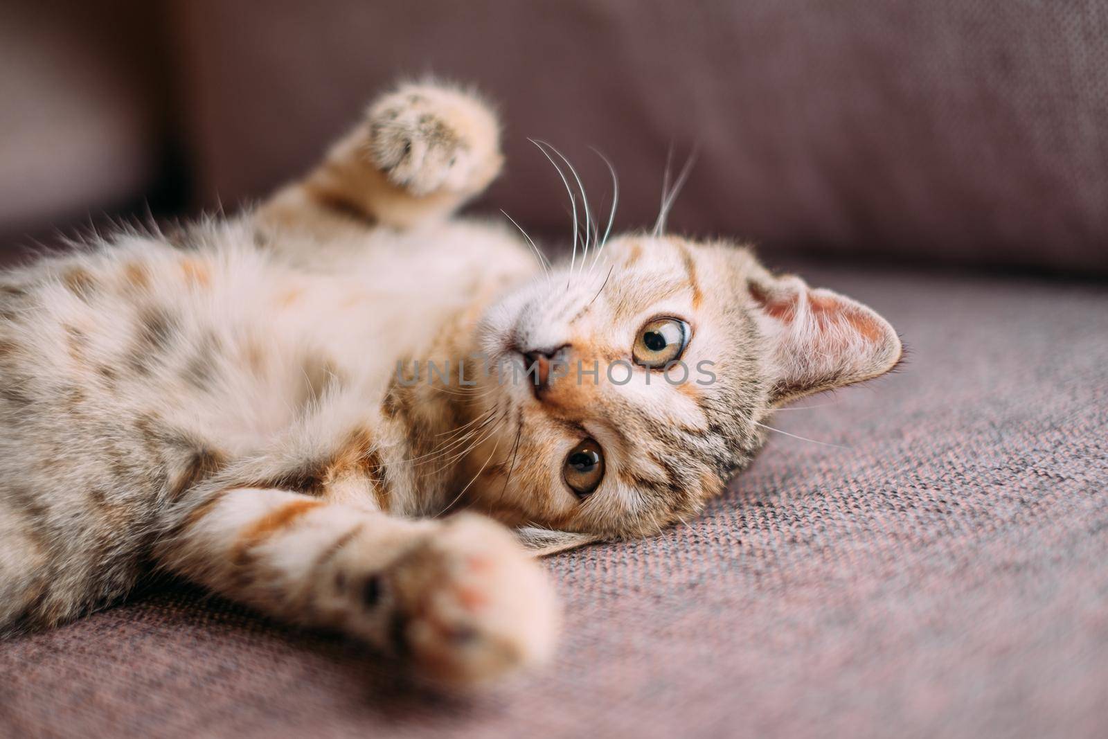 Cute kitten of tiger color lying on couch. by alexAleksei