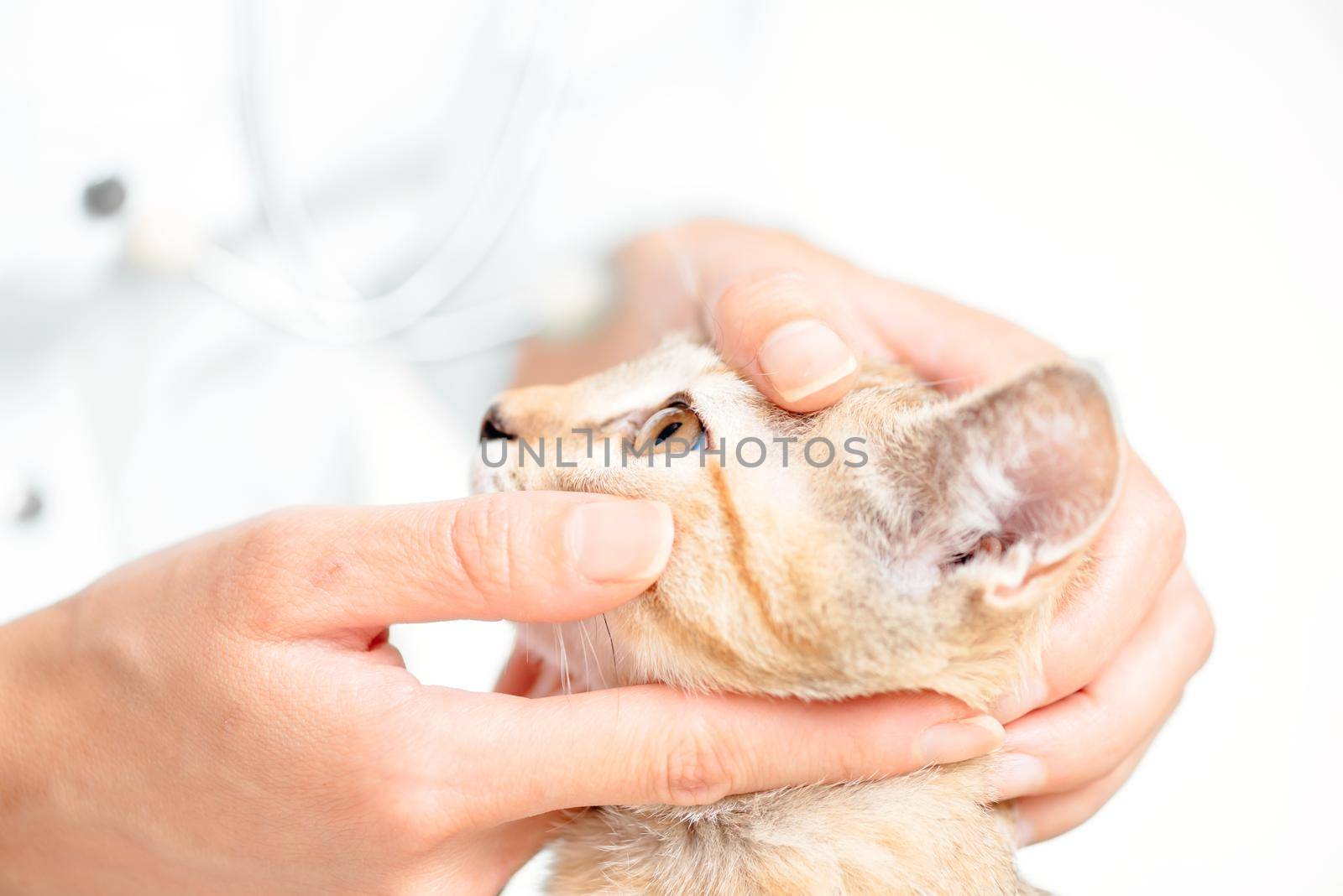 Unrecognizable doctor veterinarian examining eye of kitten, closeup.