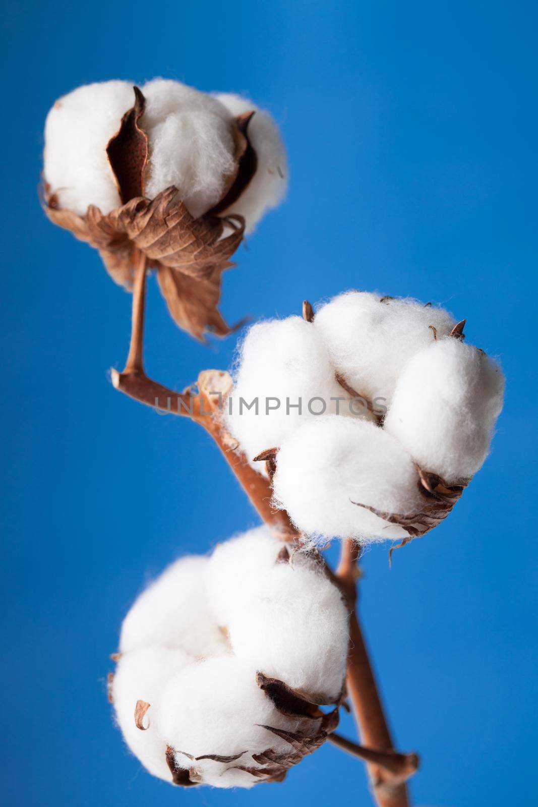 Cotton flower close up on blue background