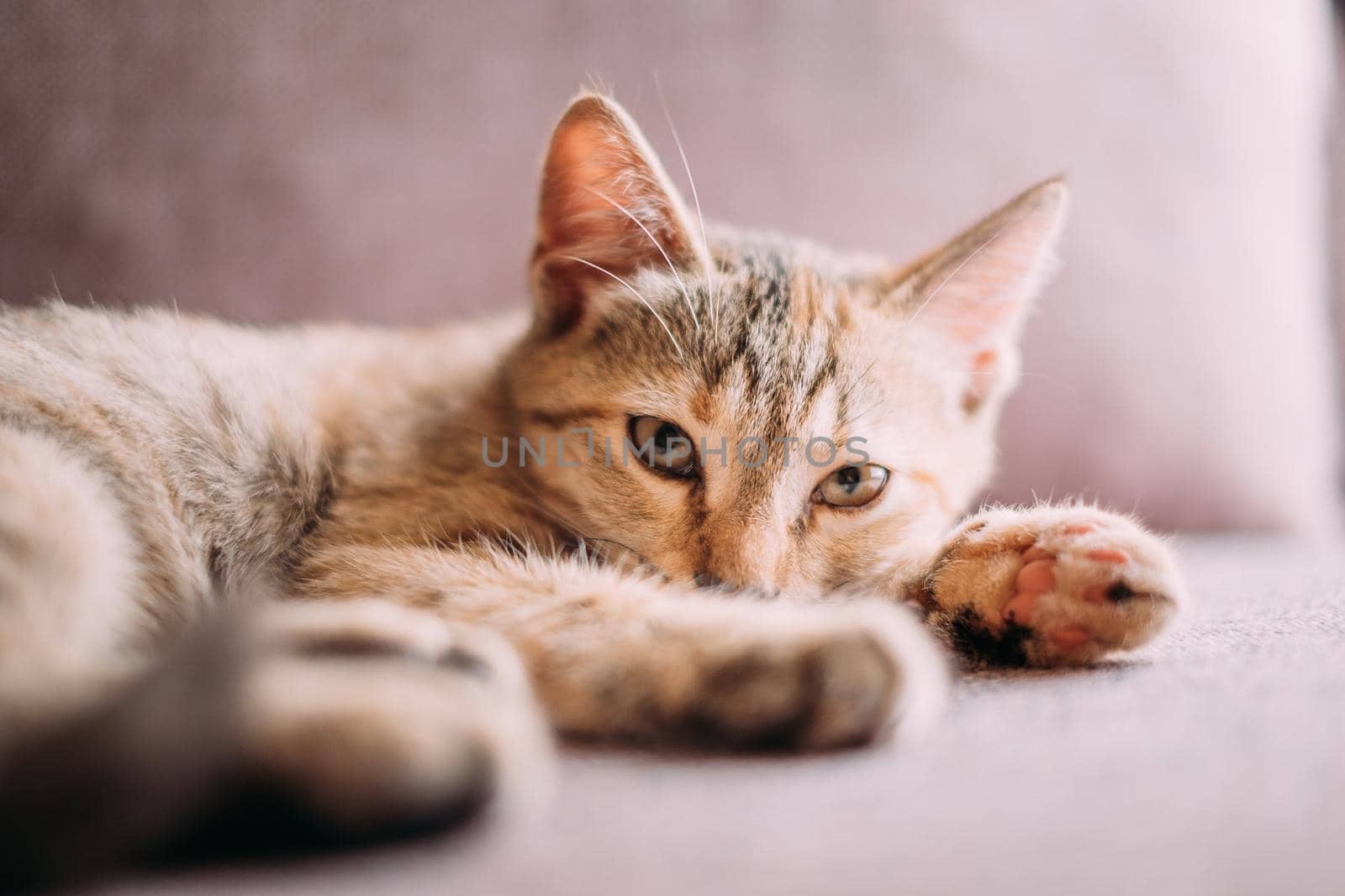 Kitten of tortoiseshell color lying on couch, staring at camera.