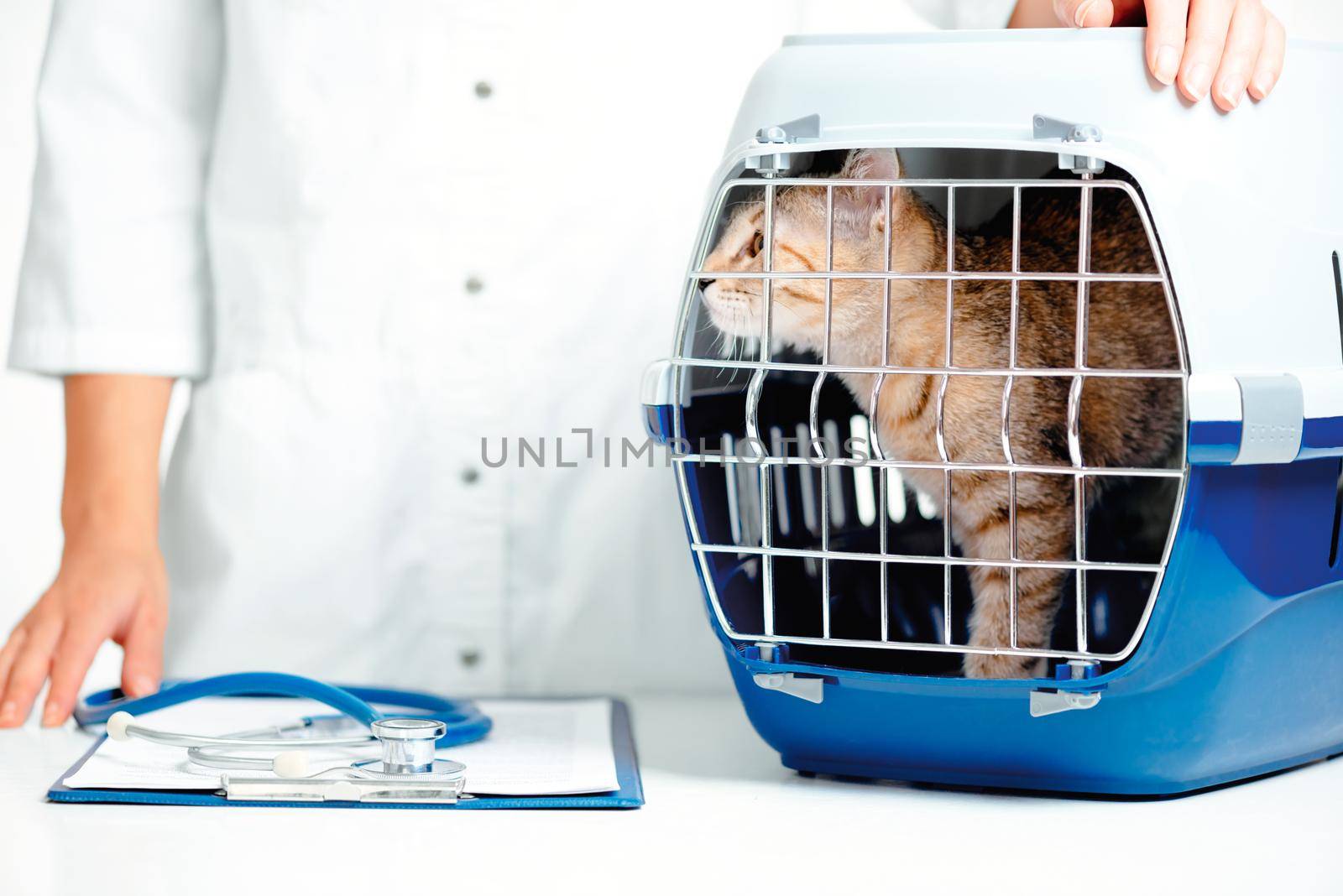 Unrecognizable woman veterinarian standing near the carrier box with kitten in clinic.