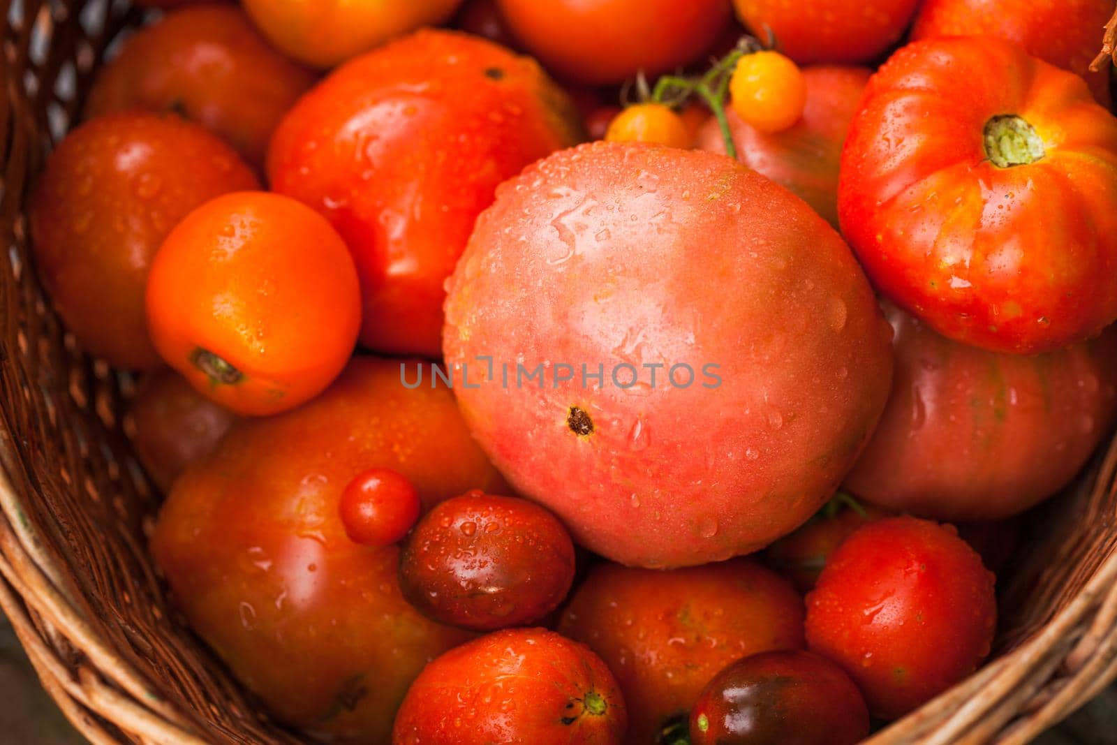 Fresh farm tomatoes from the garden in a basket