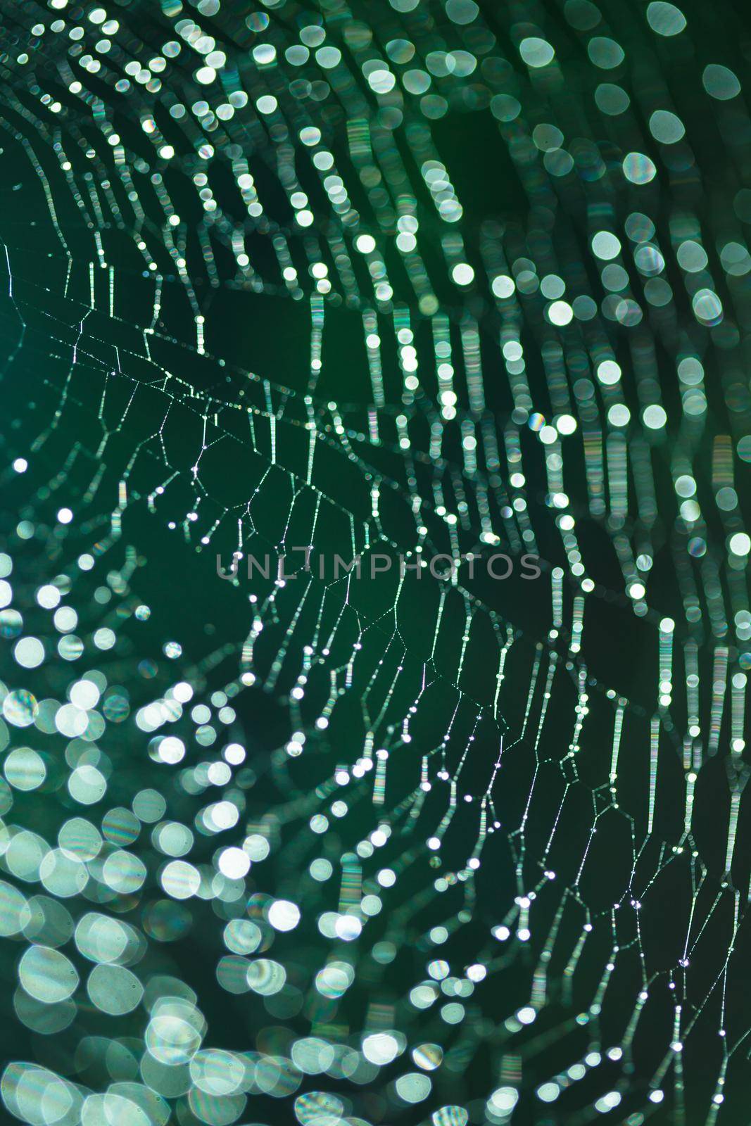 Abstract background from morning dew on a spider web. Nature inspiration