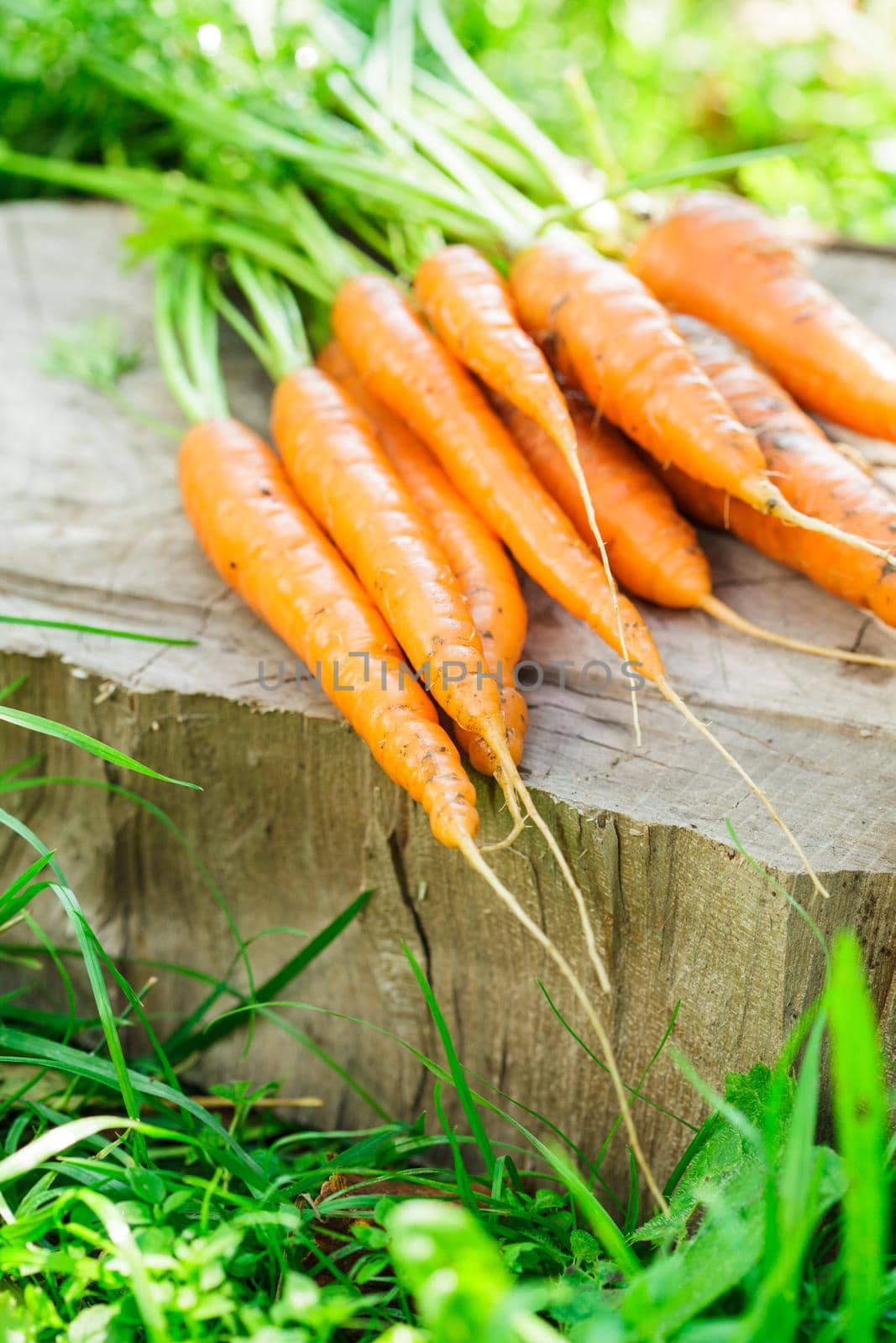 Fresh carrots from the garden, still life outdoor
