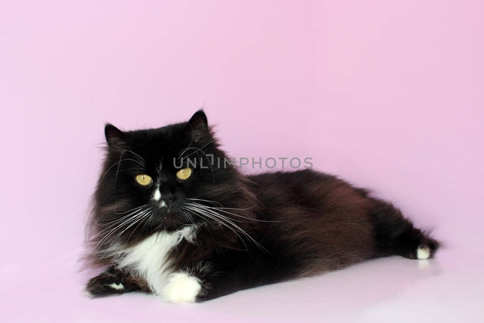 black cat lays on the pink background by alexmak