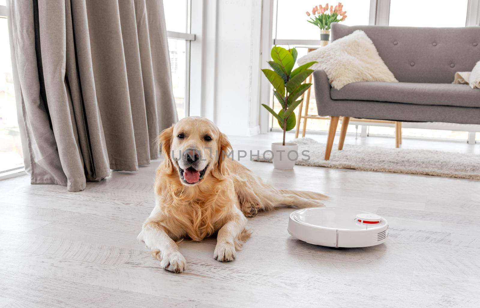 Golden retriever dog lying on the floor at home with robot vacuum cleaner close to him and looking at the camera