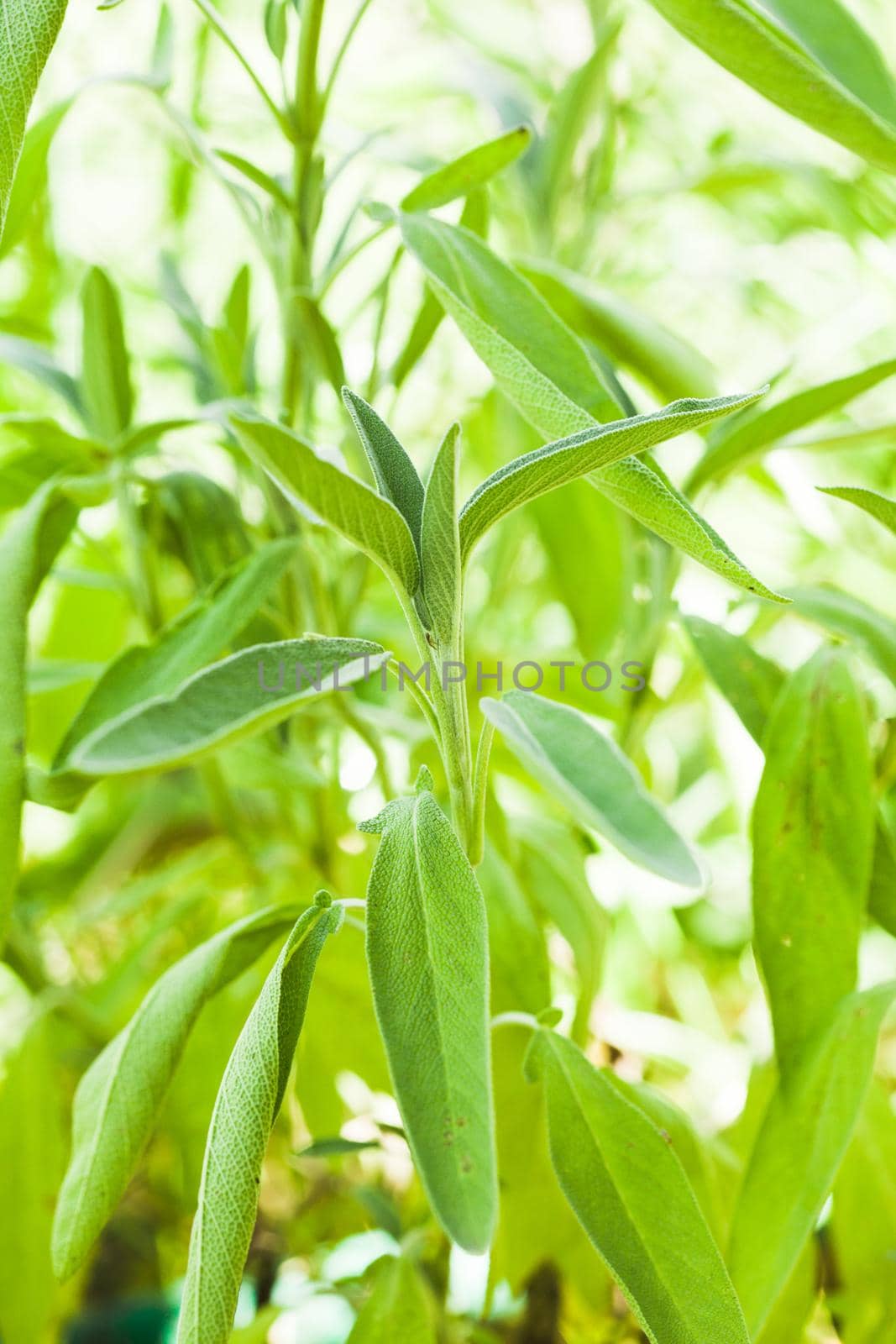 Sage plant by oksix
