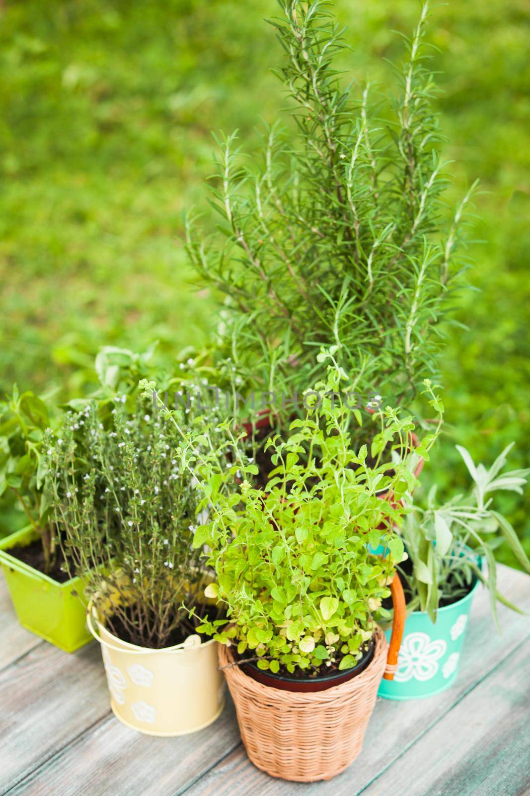 Cozy home garden with herbs - rosemary, sage, basil, thyme and oregano