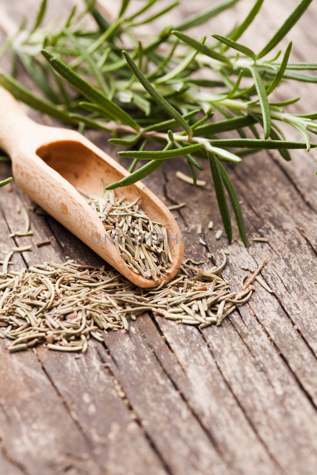 Dry rosemary in wooden scoop and green twigs