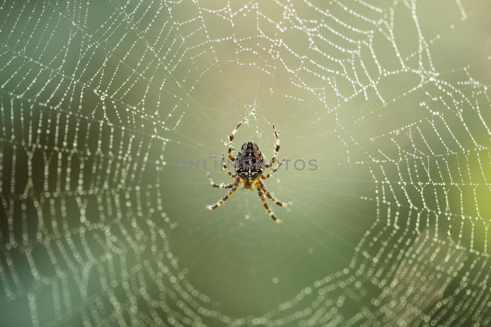 Spider is doing the web, macro view