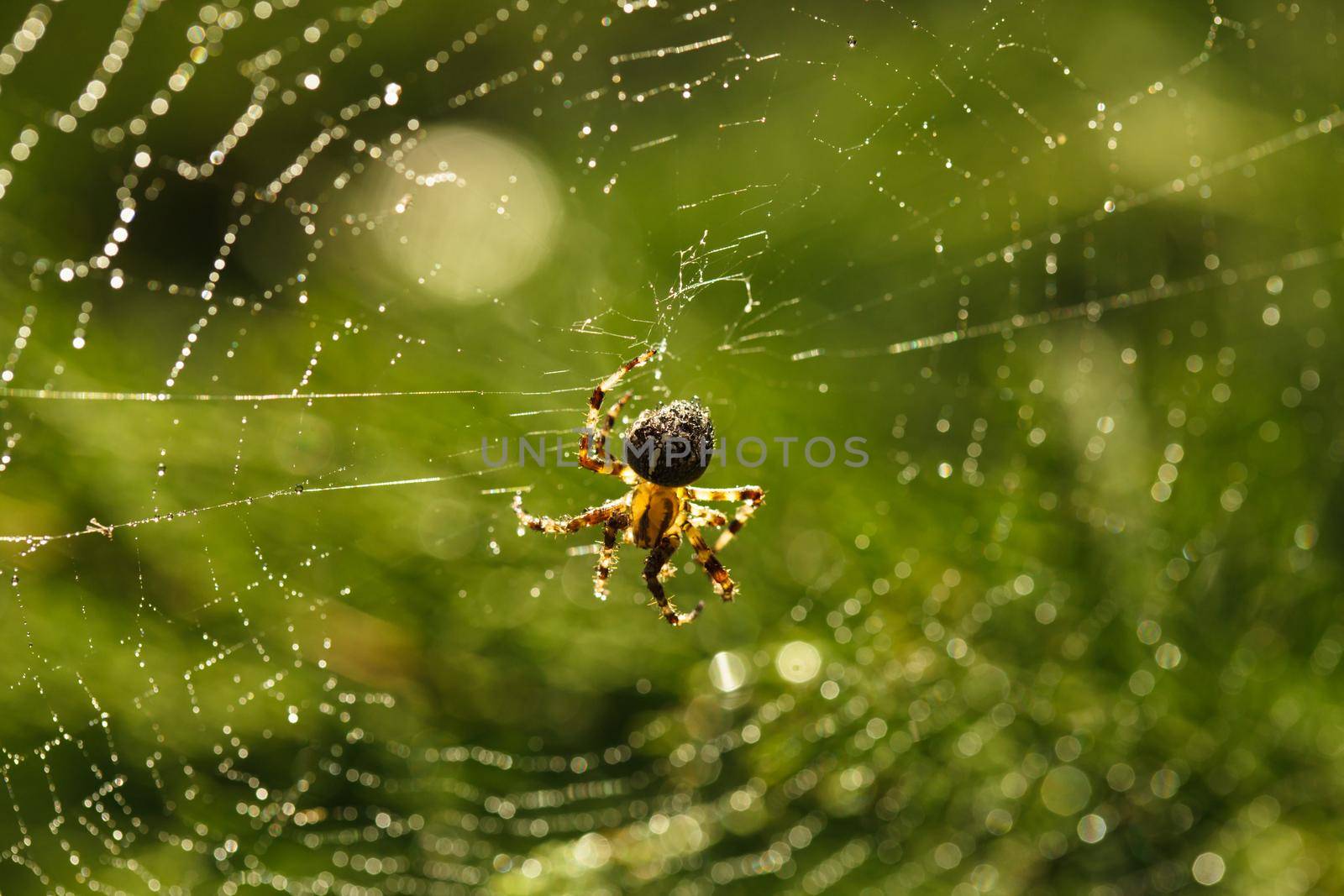 Spider on the web by oksix