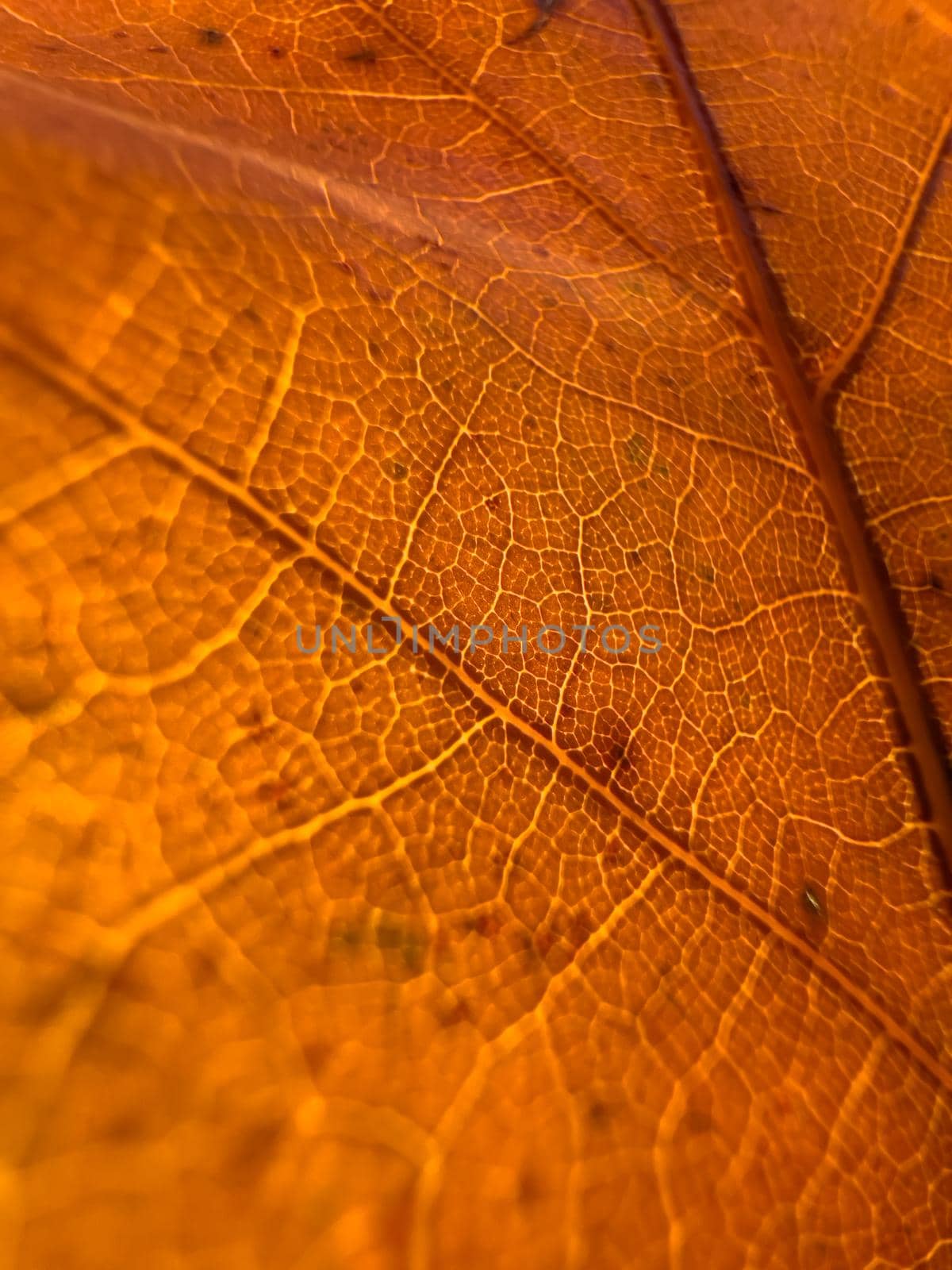 The macro view of a red leaf, the leaf is shining through the sun, autumn is in full swing. High quality photo
