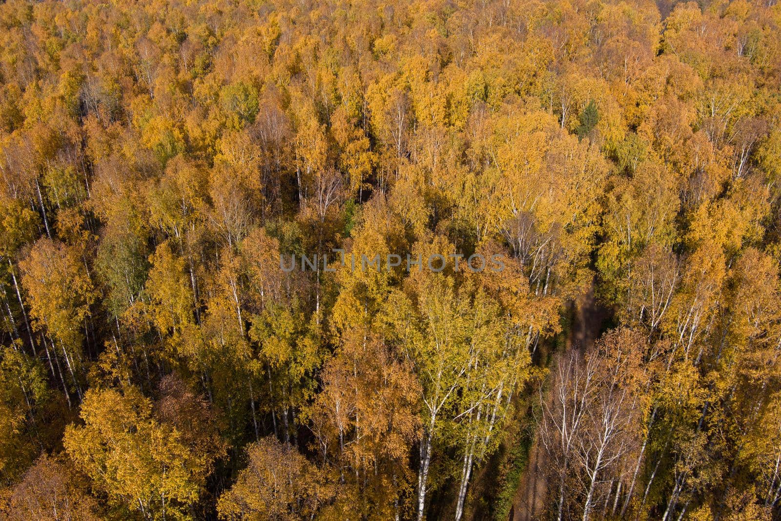 Golden autumn, Treetops from a bird's eye view at sunset, the drone rises above the trees, golden tree crowns, a path in the forest. High quality photo