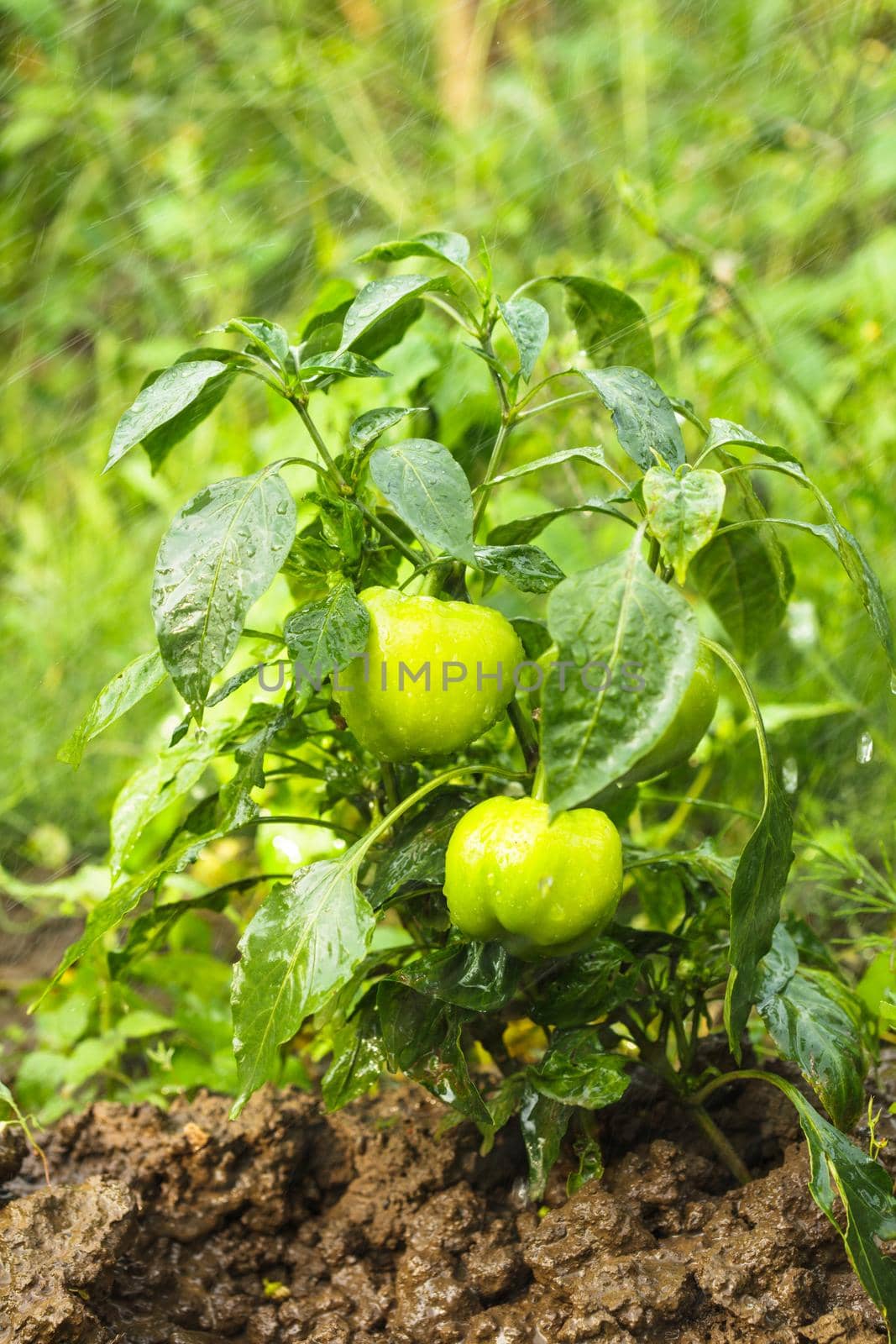 Green pepper plant in the garden close up