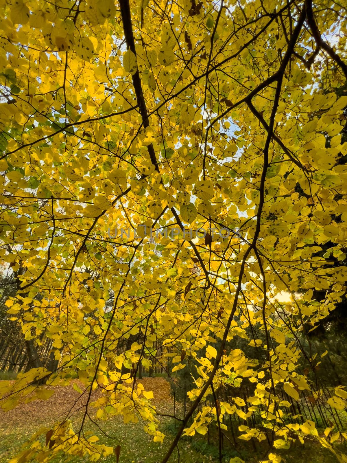 The yellow leaves heading on the tree, close-up view, autumn is in full swing, black tree trunks. High quality photo