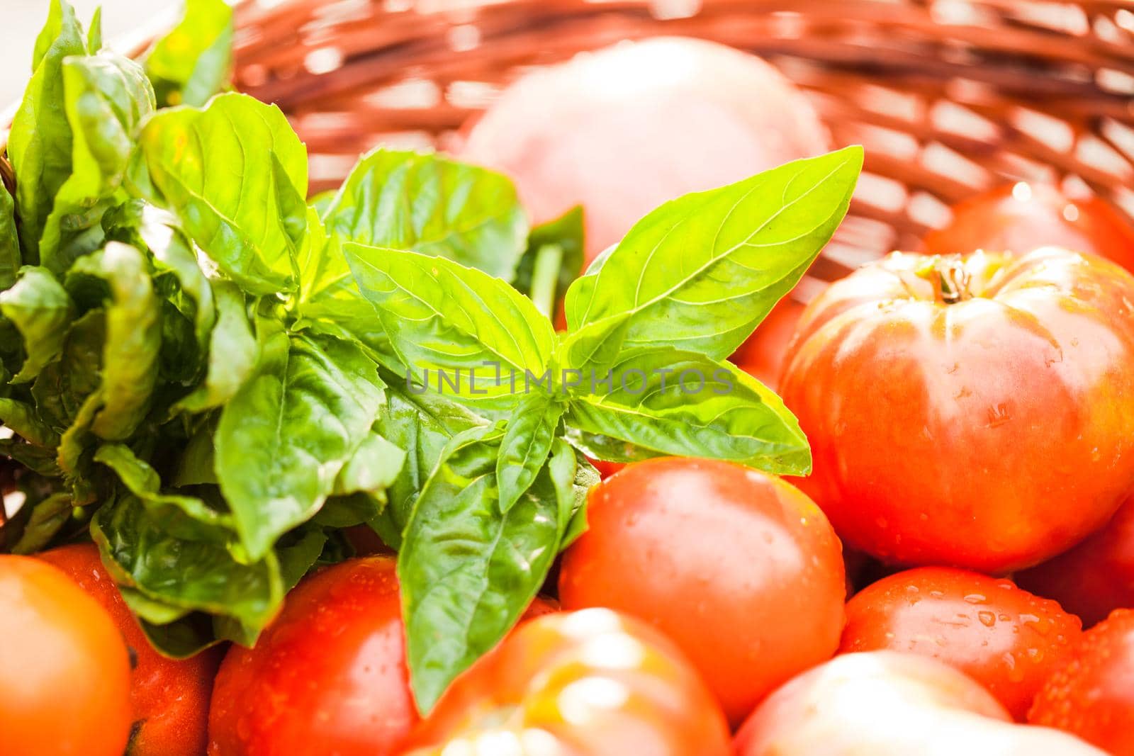 Fresh farm tomatoes and green basil leaves