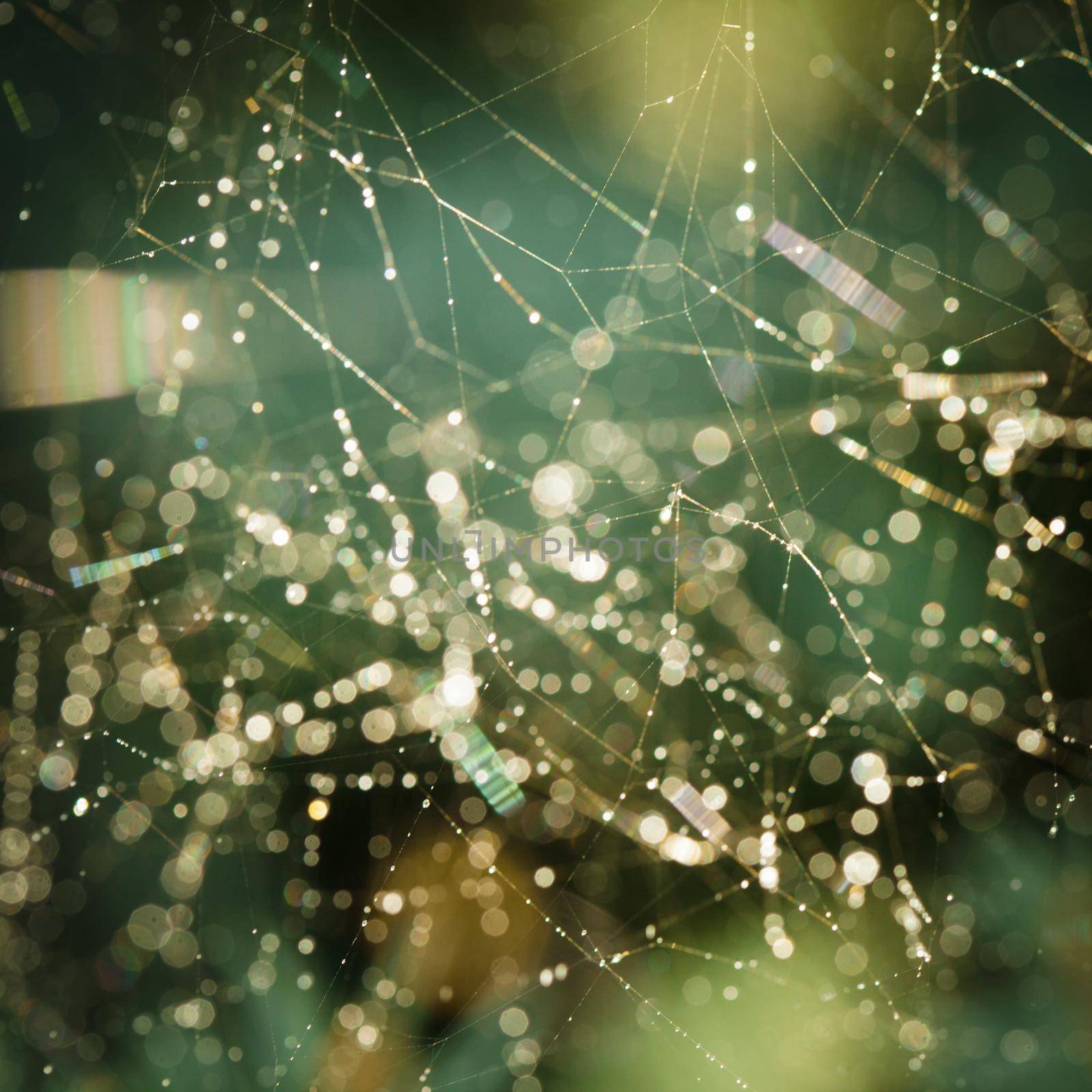 Abstract background from morning dew on a spider web. Nature inspiration