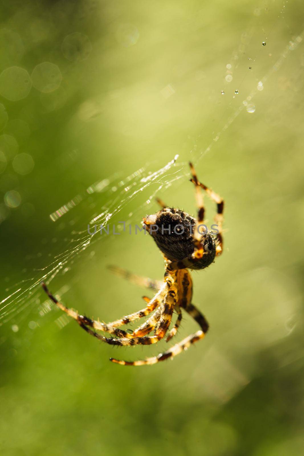 Spider is doing the web, macro view