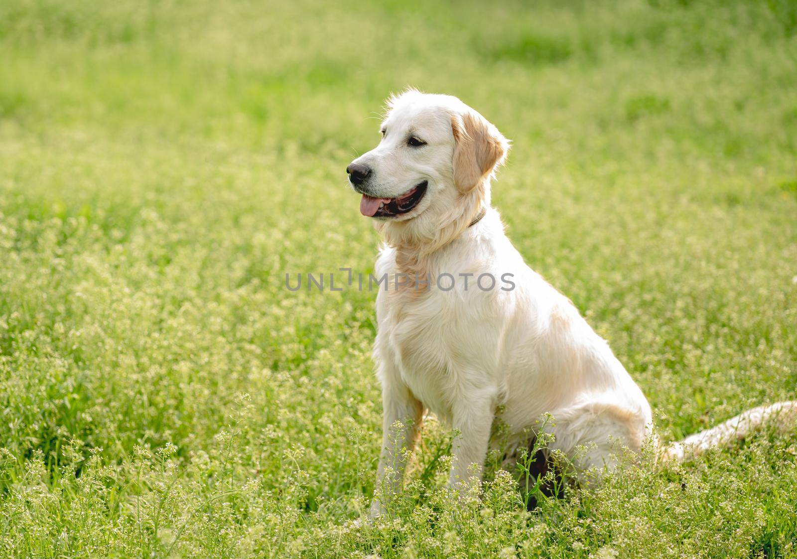 Happy golden retriever on blooming spring field