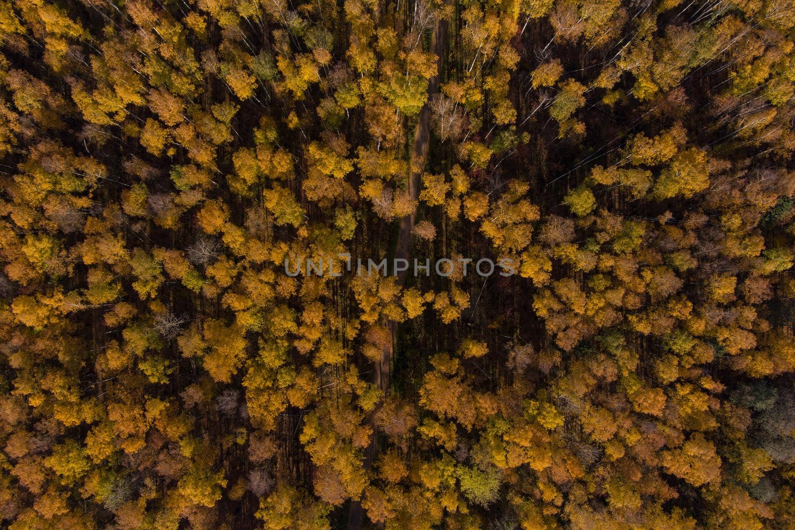 Golden autumn, Treetops from a bird's eye view at sunset, the drone rises above the trees, golden tree crowns, a path in the forest. High quality photo