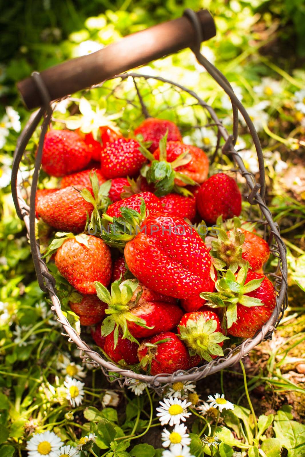 Fresh farm strawberries in a basket on the lawn