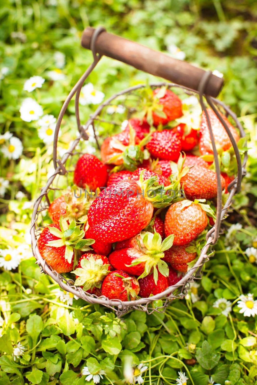 Fresh farm strawberries in a basket on the lawn