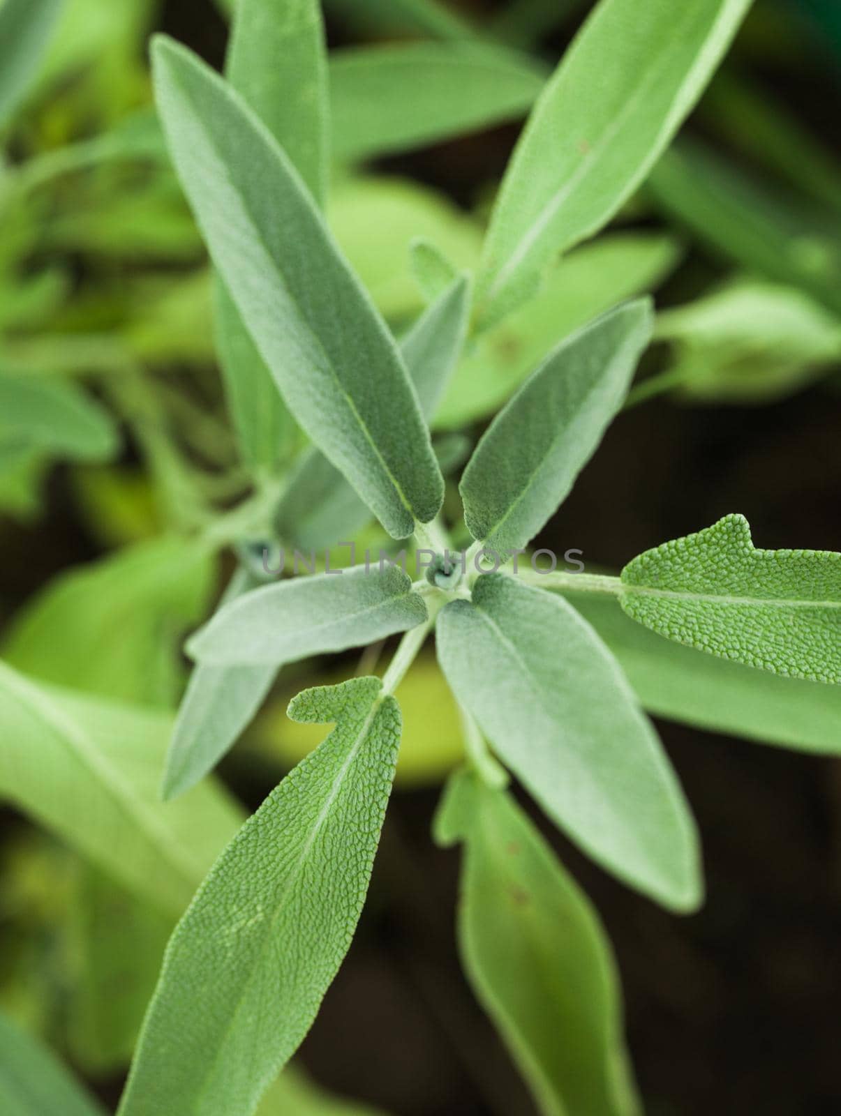 Sage plant in the garde, macro view of leaves