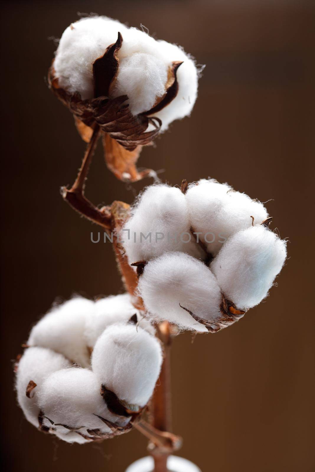 Cotton flower close up on brown background