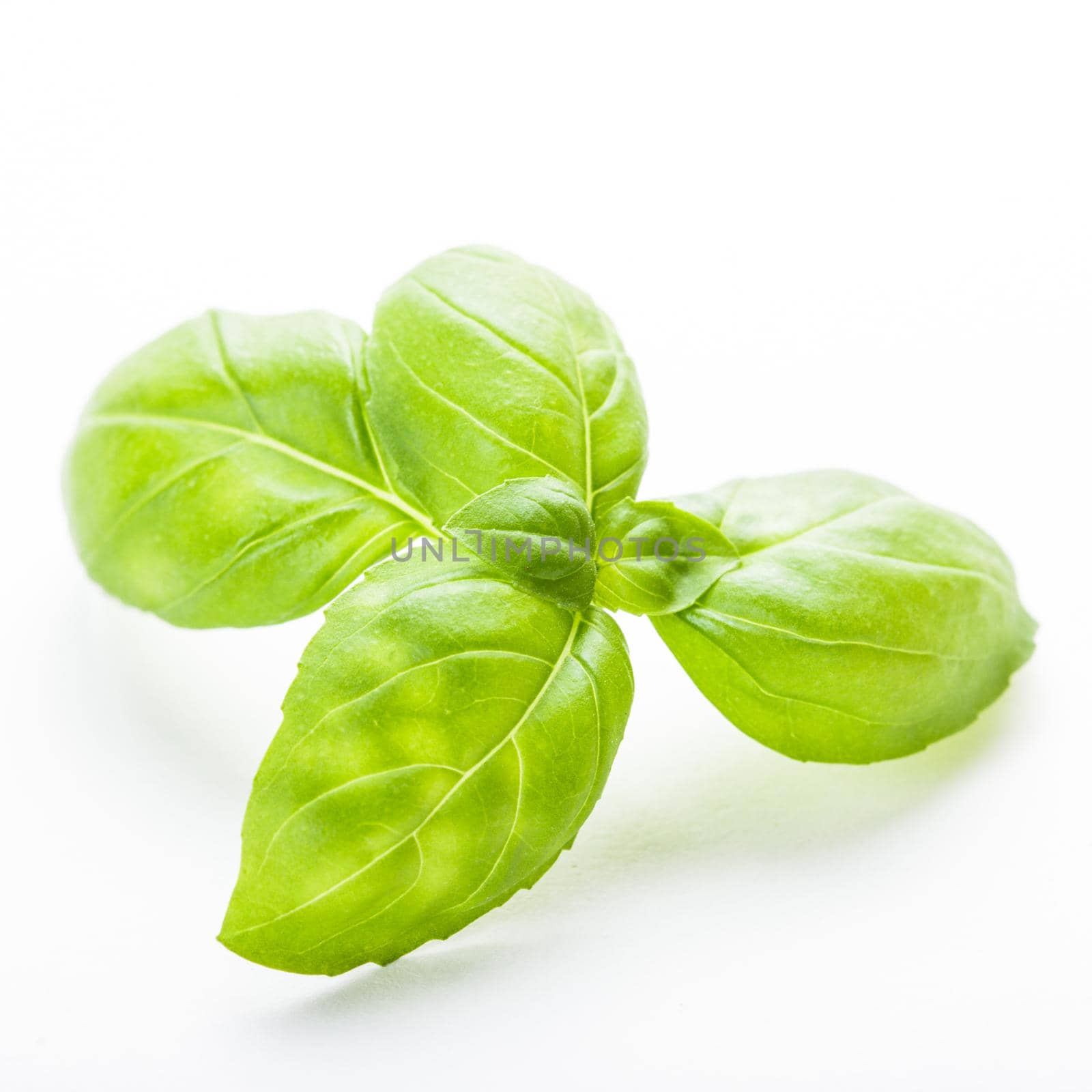 Green basil leaf isolated on white background