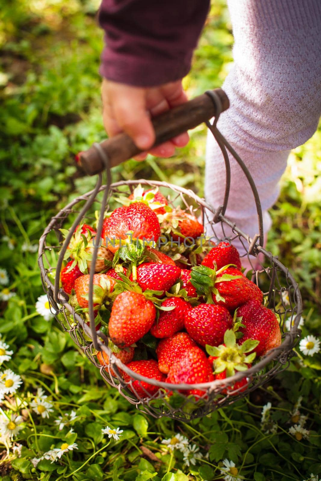 Fresh farm strawberries in a basket on the lawn and kid's hand