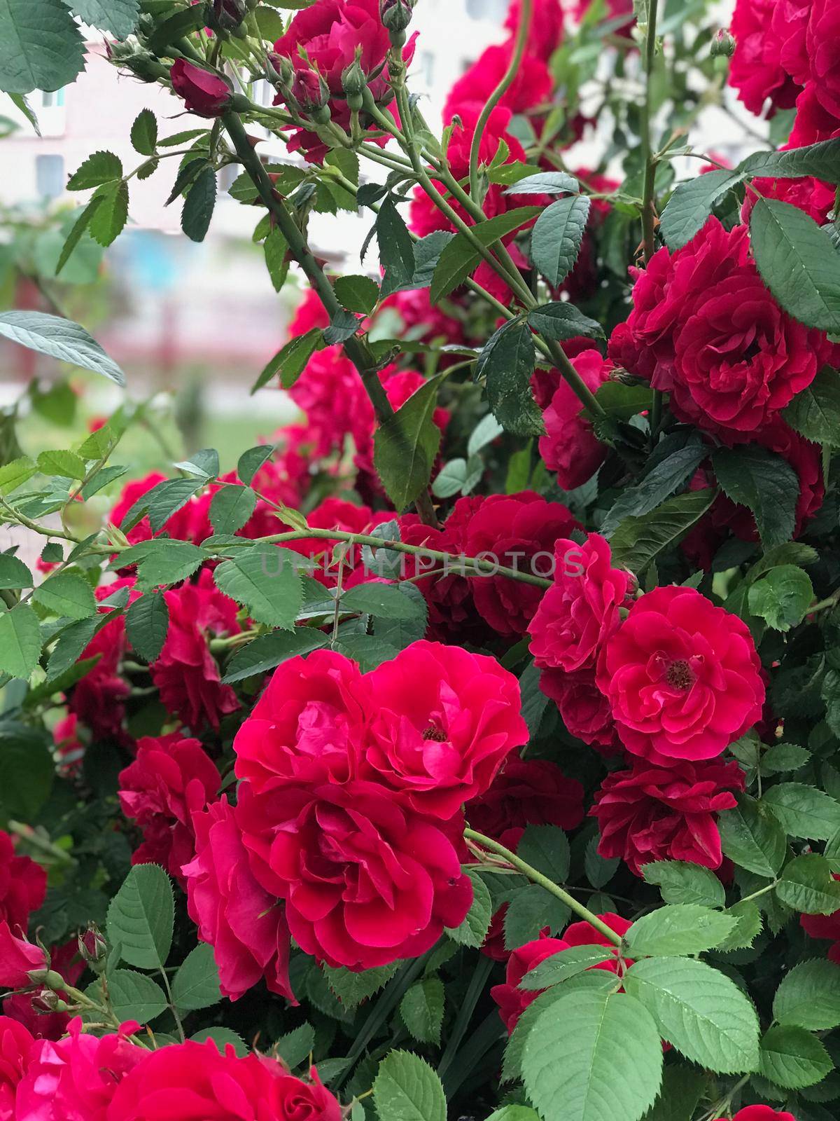 Beautiful fresh roses in nature. Natural background, large inflorescence of roses on a garden bush. A close-up of a bush of red roses on the alley of the city park.