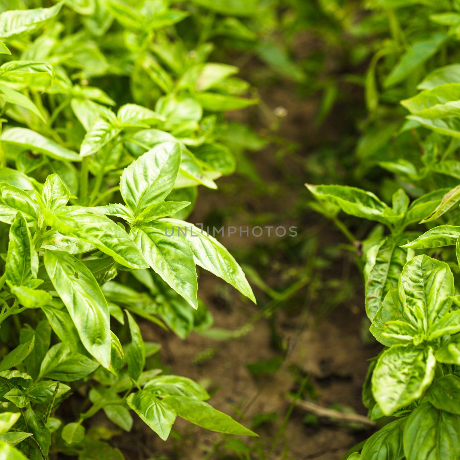 Basil on the bush in the garden