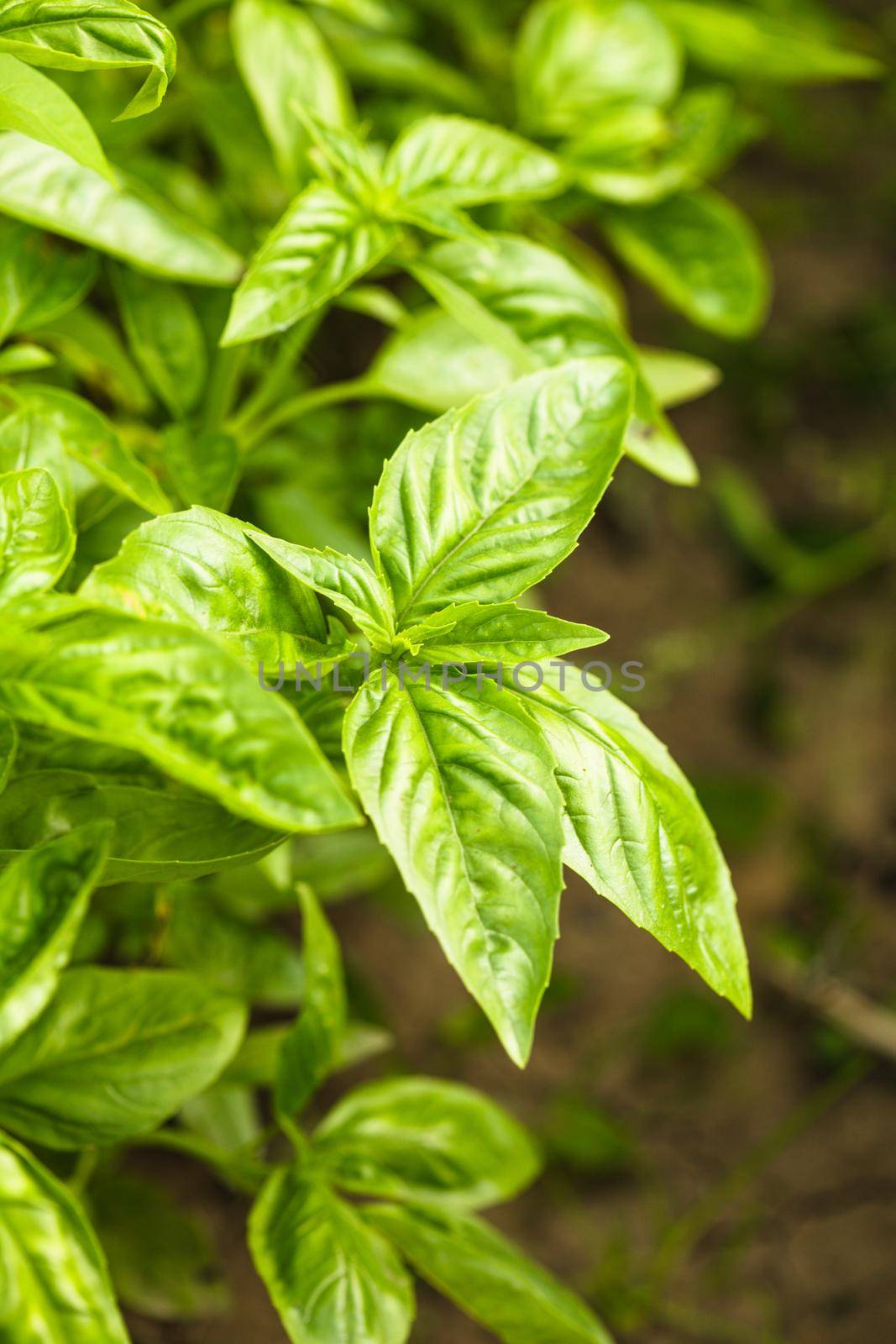 Basil on the bush in the garden