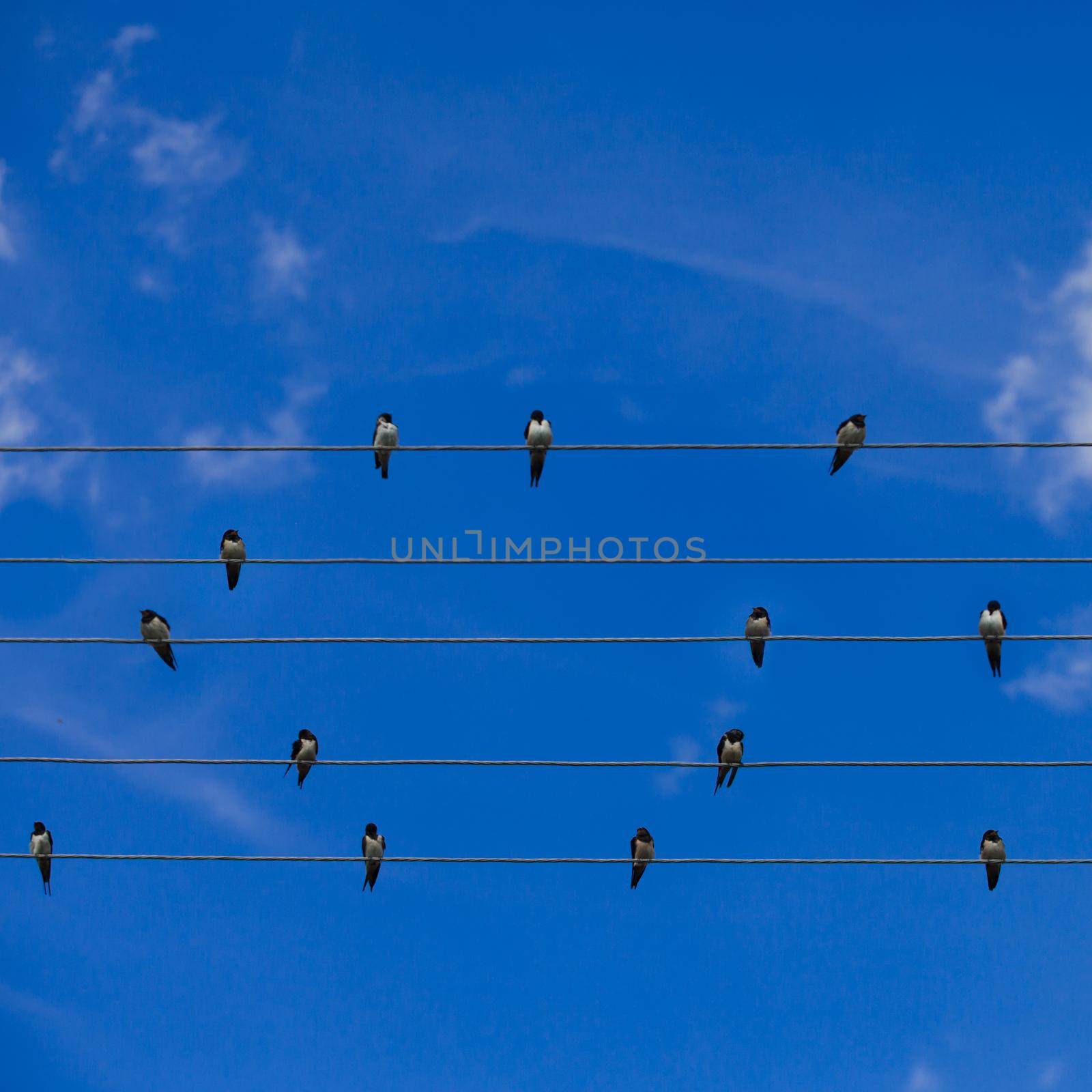 Swallows sitting on wires over summer blue sky like notes on the stave