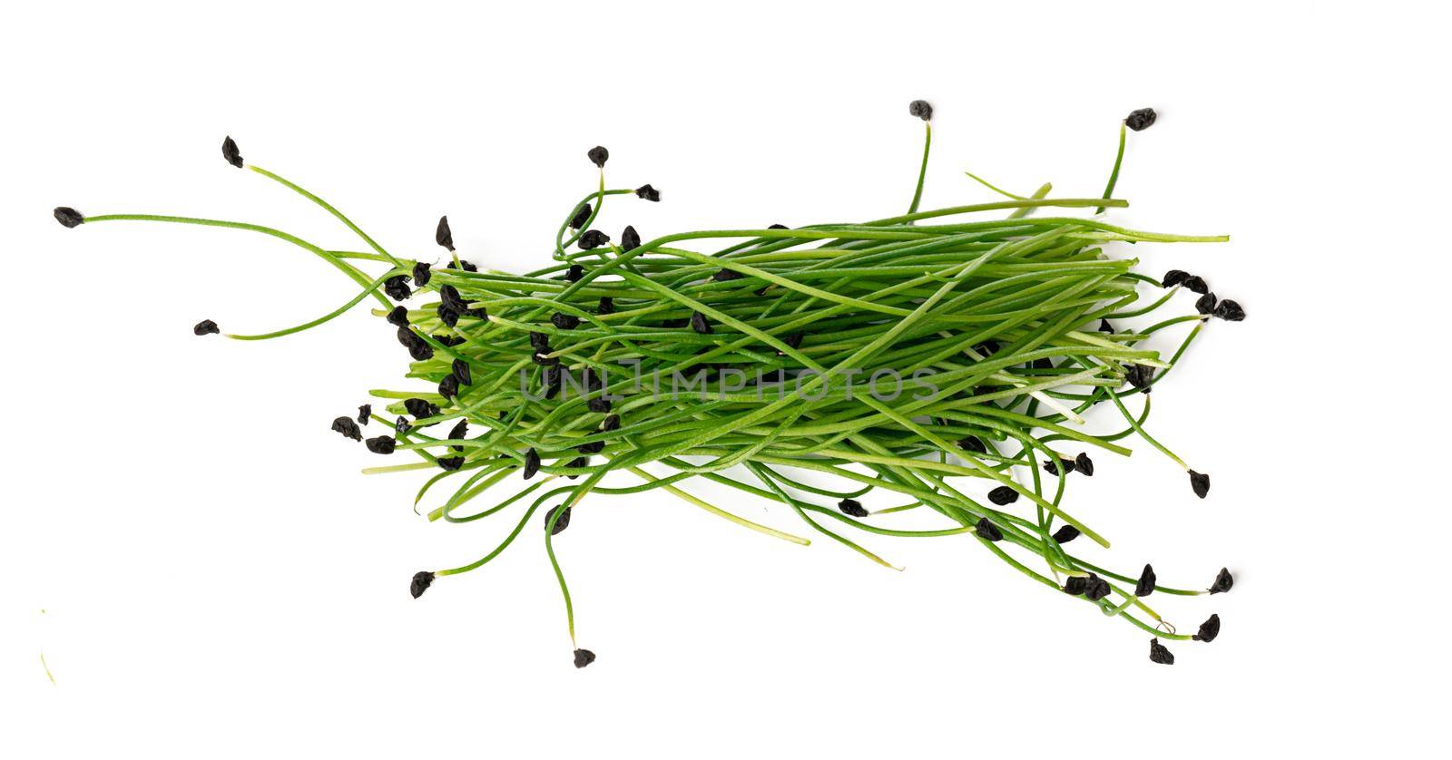 Bunch of micro green sprouts isolated on white background, close up