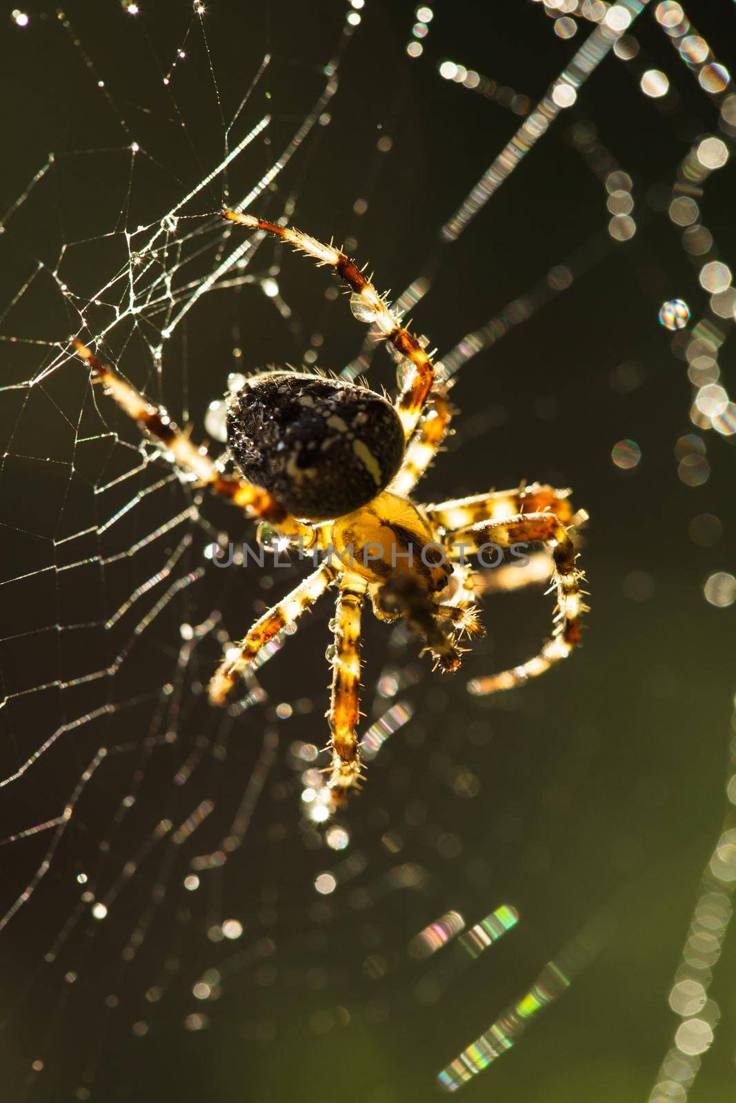 Spider on the web by oksix