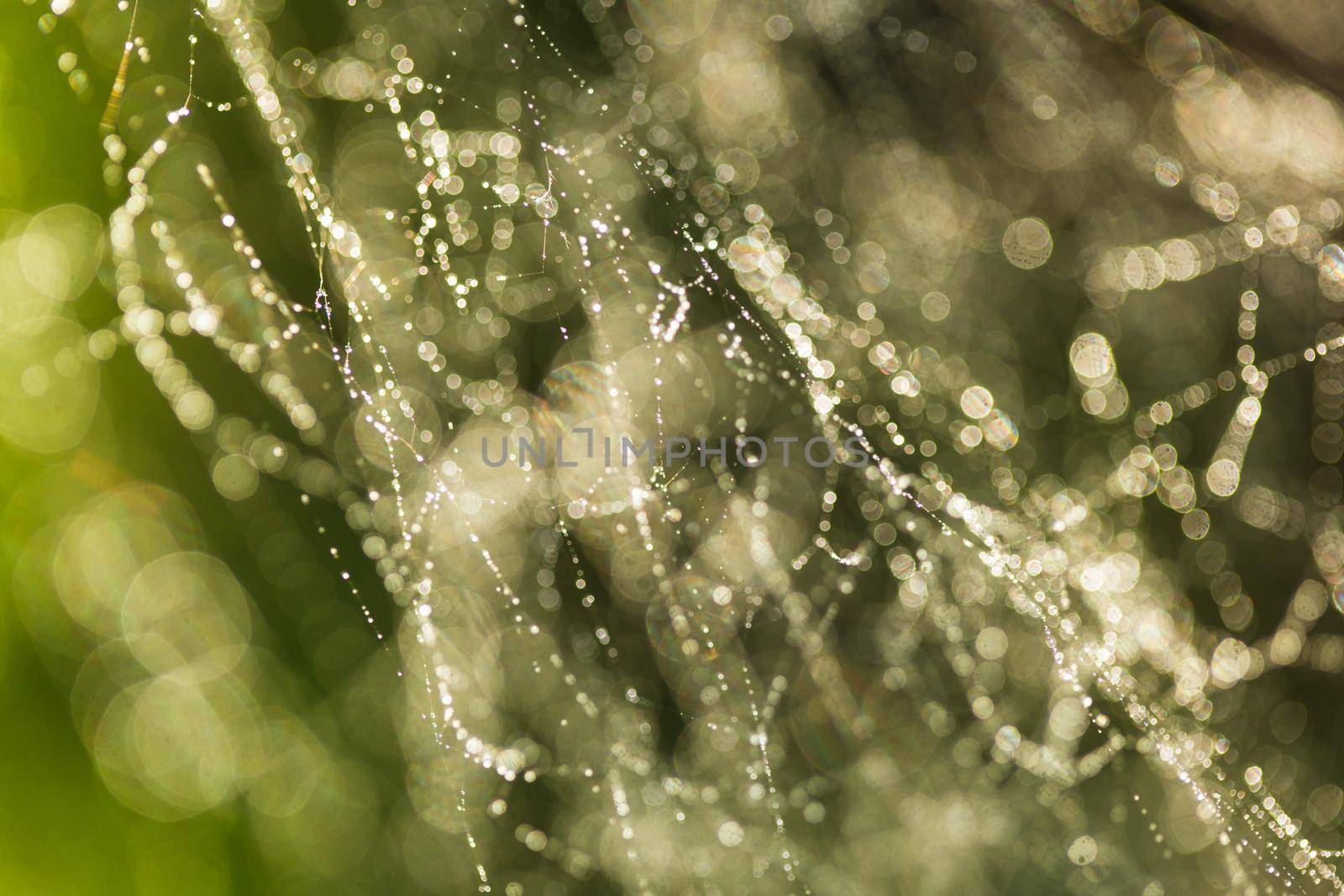 Abstract background from morning dew on a spider web. Nature inspiration