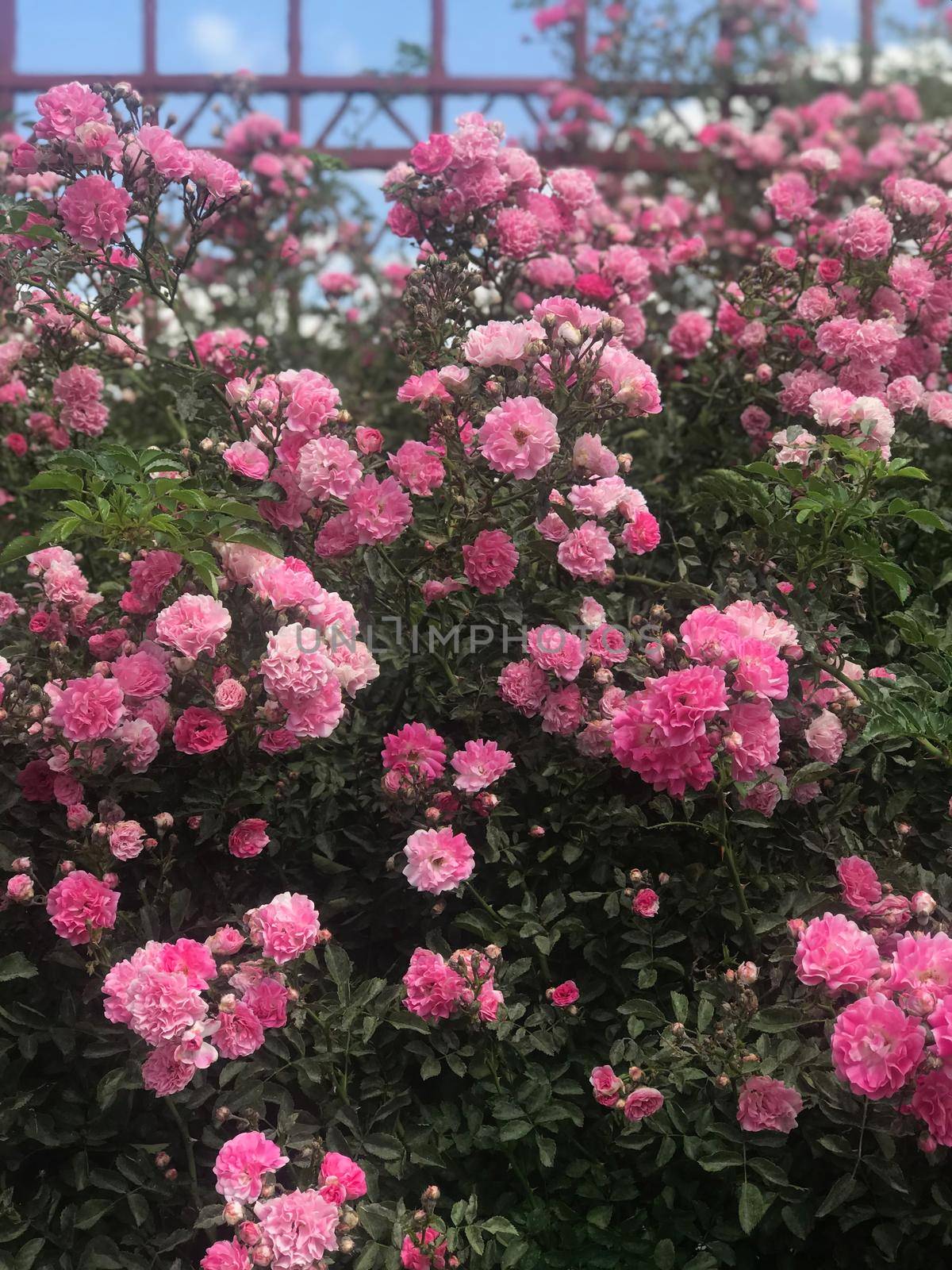 Beautiful fresh roses in nature. Natural background, large inflorescence of roses on a garden bush. A close-up of a bush of red roses on the alley of the city park.