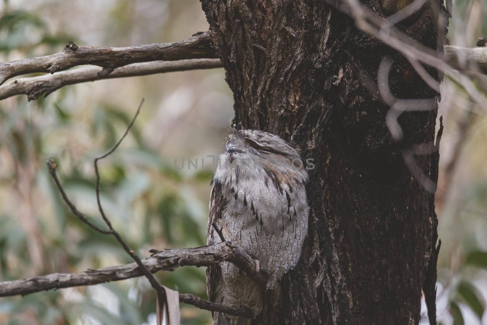 Tawny Frogmouth perched sleeping by day on a Tree by braydenstanfordphoto
