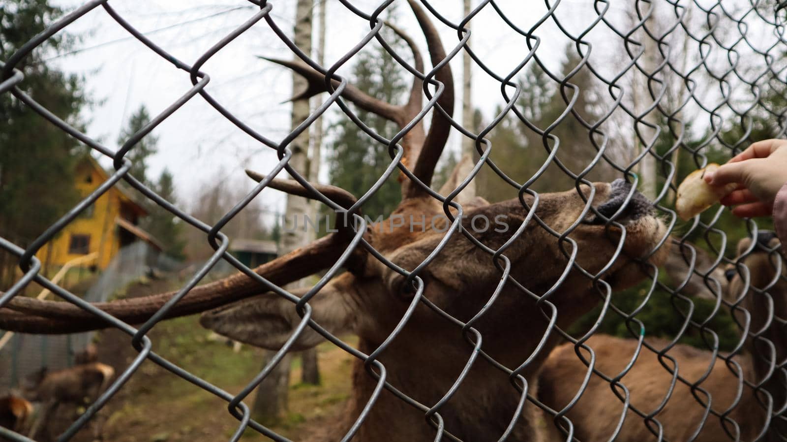 A woman feeds a deer with horns through a fence in a zoo. Deer eats sugar beets from a female hand